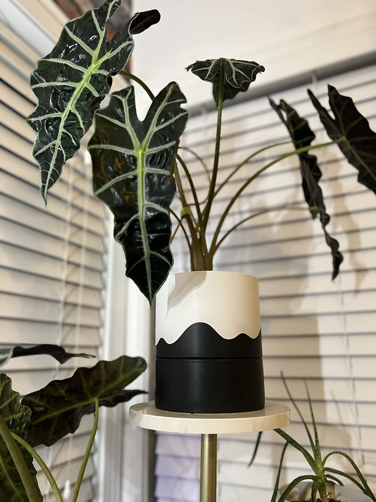 Nihow Ceramic Self Watering Plant Pot for Indoor Plants, 6 Inch, Cream White | Planter with Cotton Wick, Drainage Hole & Water Storage Plus, Cylinder Round Flower Pot, For Succulent/Herbs/Violets customer photo 2