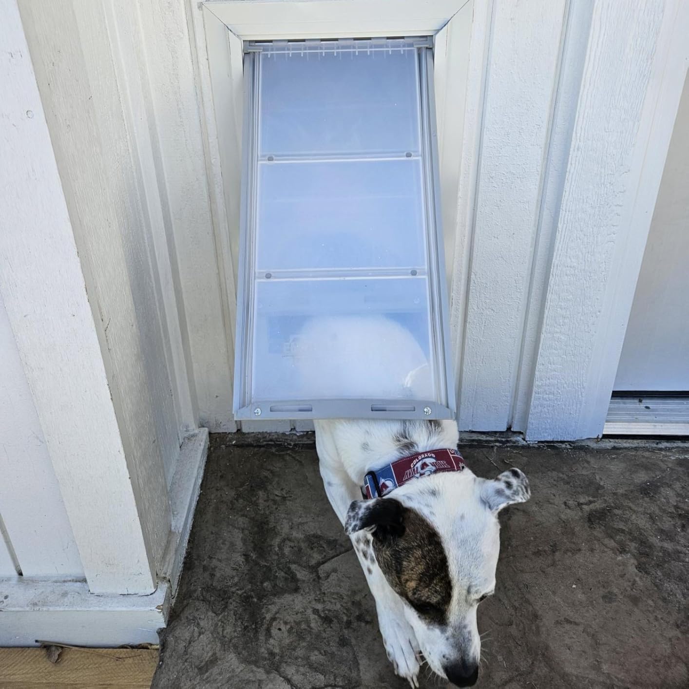 Pet Door for Walls in White | Energy-Efficient Double Flap - Large (Endura Flap) customer photo 2