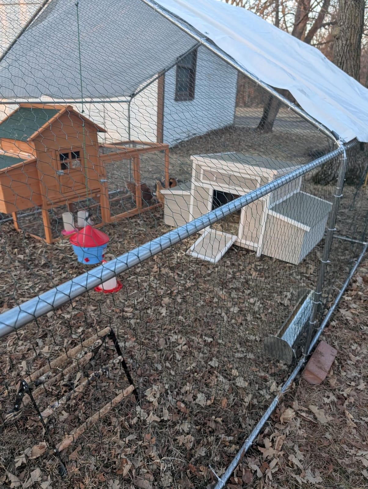 CHIKENCOOP 9.8 x 6.5 x 6.5 ft Metal Chicken Coop, Chicken Run with Cover | Walk-in outdoor enclosure with waterproof UV-resistant cover, reinforced frame, and 47 x 40 in eucalyptus perch customer photo 2