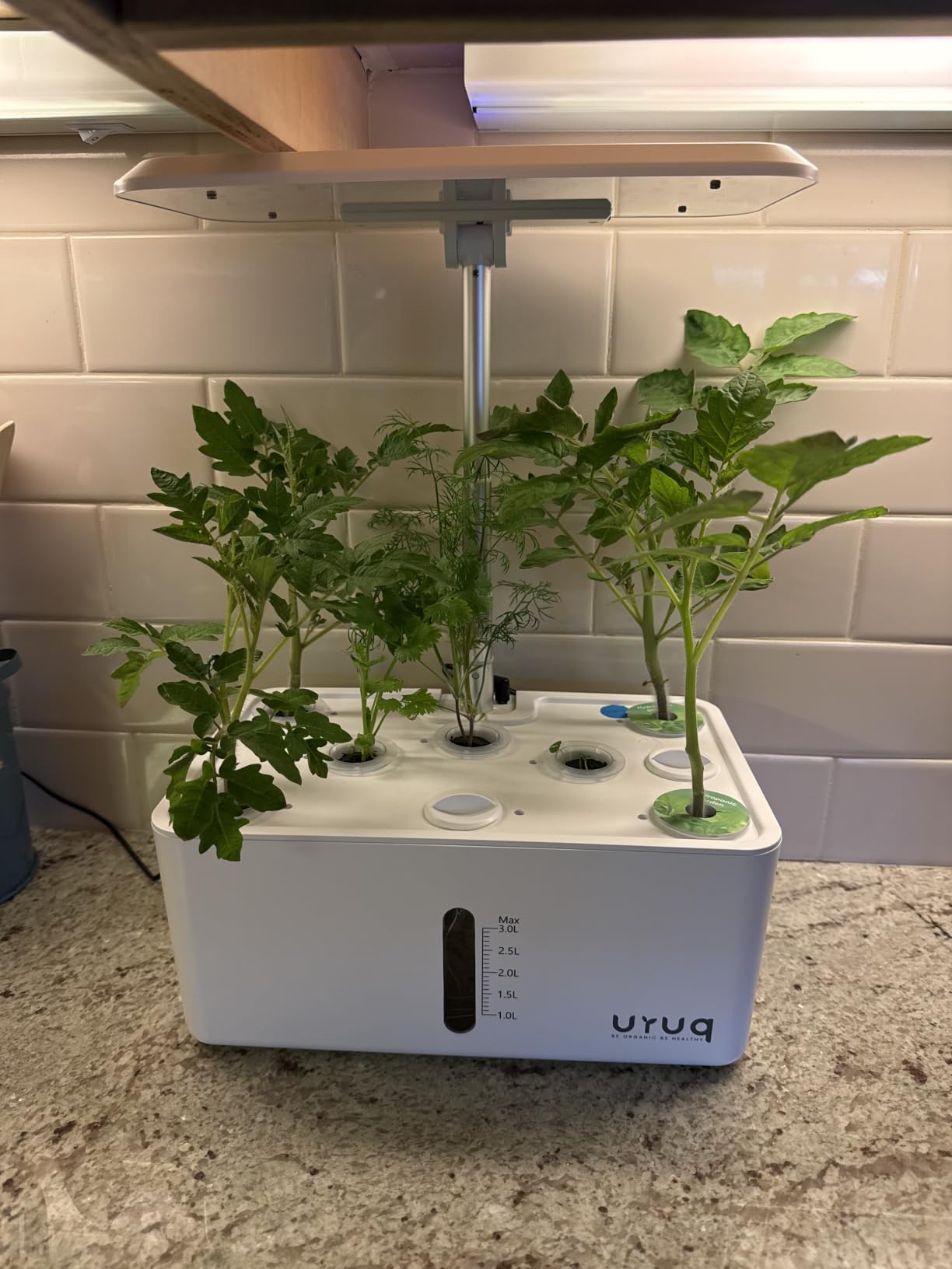 URUQ 8 Pods Hydroponics Growing System with LED Grow Light - White | Quiet Water Pump, Automatic Timer, Adjustable Height for Fresh Herbs, Vegetables, Indoor Gardening, Gifts for Plant Lovers customer photo 2