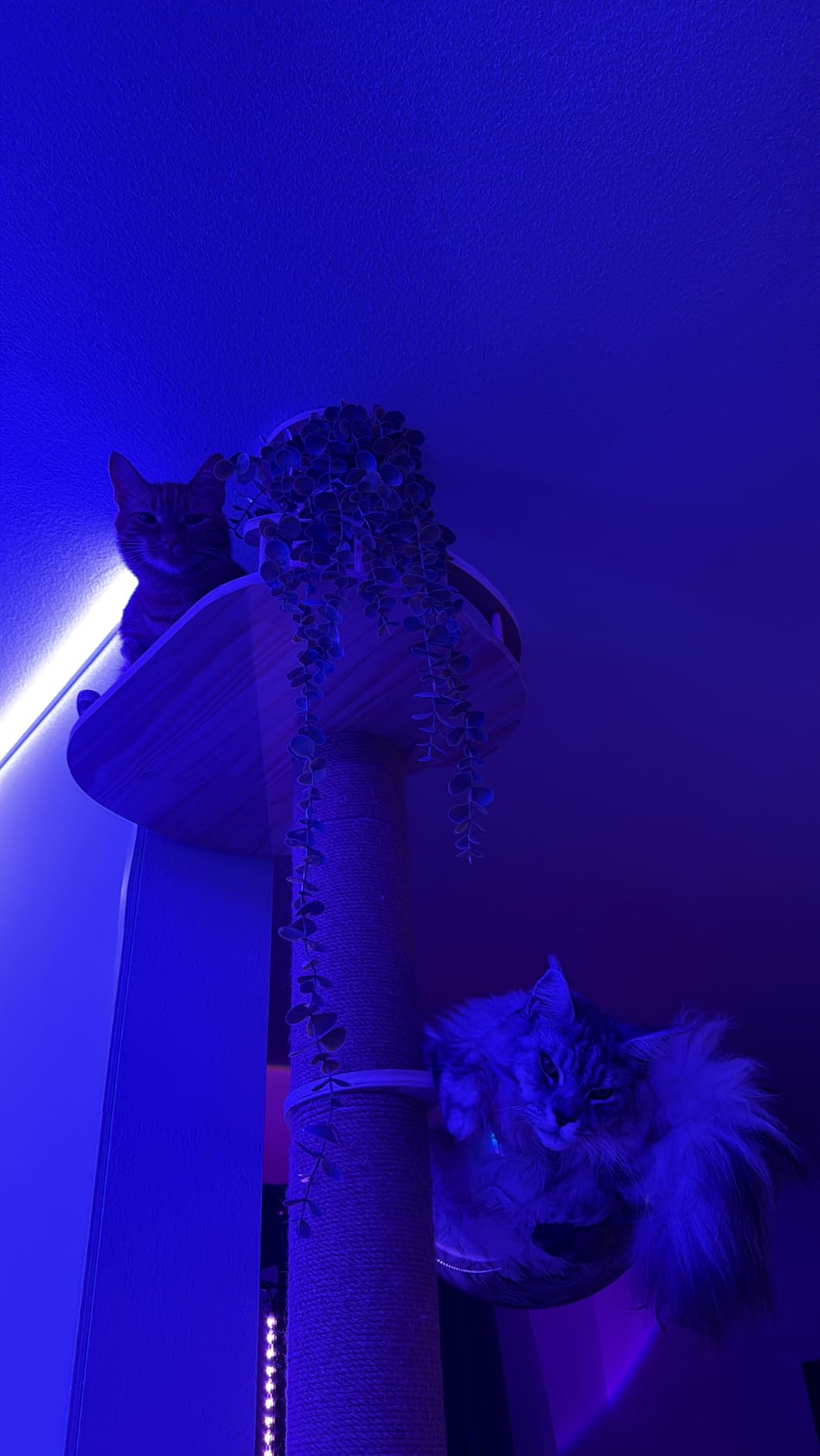 Floor to Ceiling Cat Tree Height (50-120.5in) Adjustable Cat Tower 5 Tier Hemp Scratching Post High Cat Tree Sturdy Activity Tree Indoor Outdoor Cat Scratching Post Activity Center customer photo 1