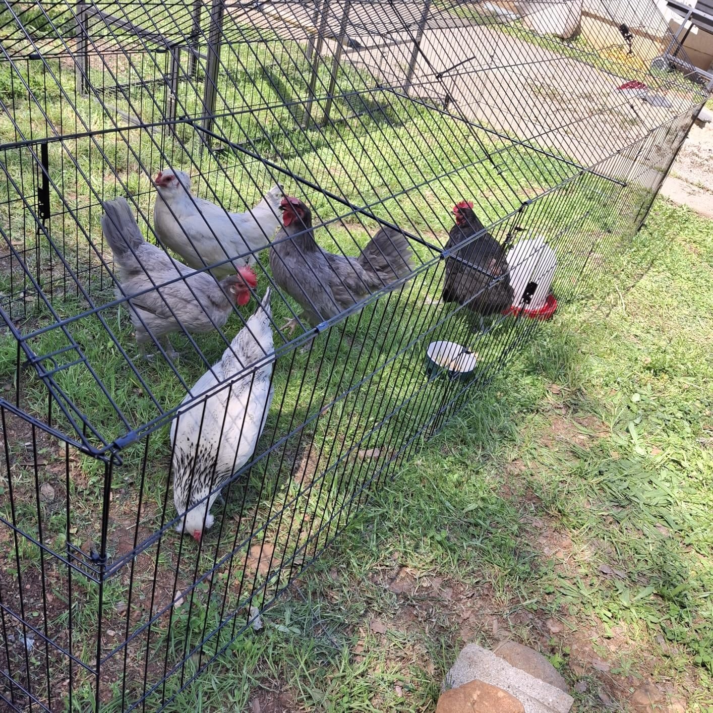 NUGRIART Metal Chicken Coop 83