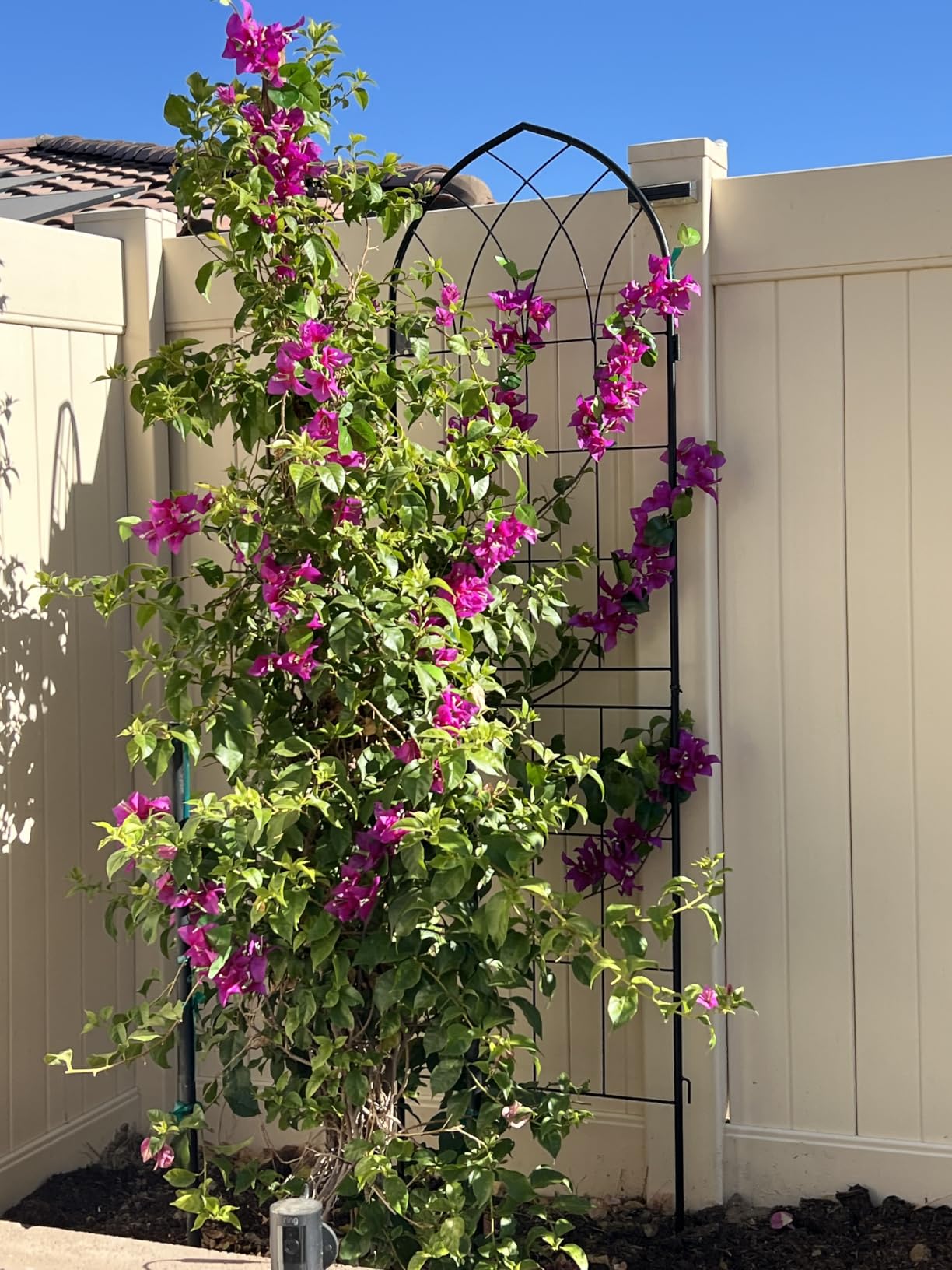 LZRS 2 Pack 71x20in Rustic Iron Arch Decoration Garden Trellis with Black Metal Coating - Perfect for Supporting Climbing Plants Outdoor, Roses, Vines, Flowers, and Vegetables customer photo 1