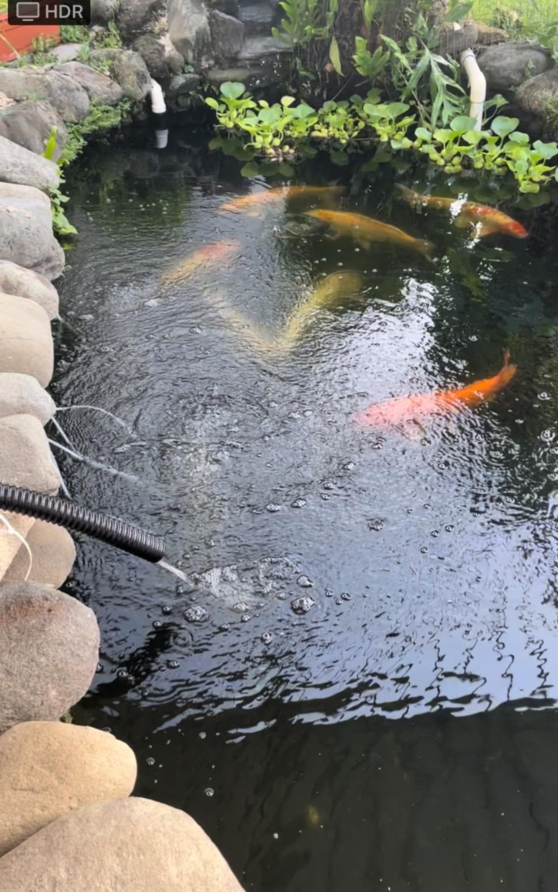 SUNSUN CBF-350 Bio Gravity Pond Filter Up to 1500 Gallon | Up to 1,500 Gallons, 4-Stage Biological & Mechanical Filtration for Koi Ponds, Water Gardens & Outdoor Ponds customer photo 2