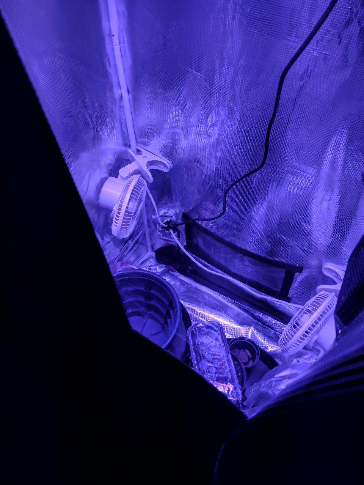 Gorilla Grow Tent 4x4 Fixed Height Indoor Grow Tent, 6'11