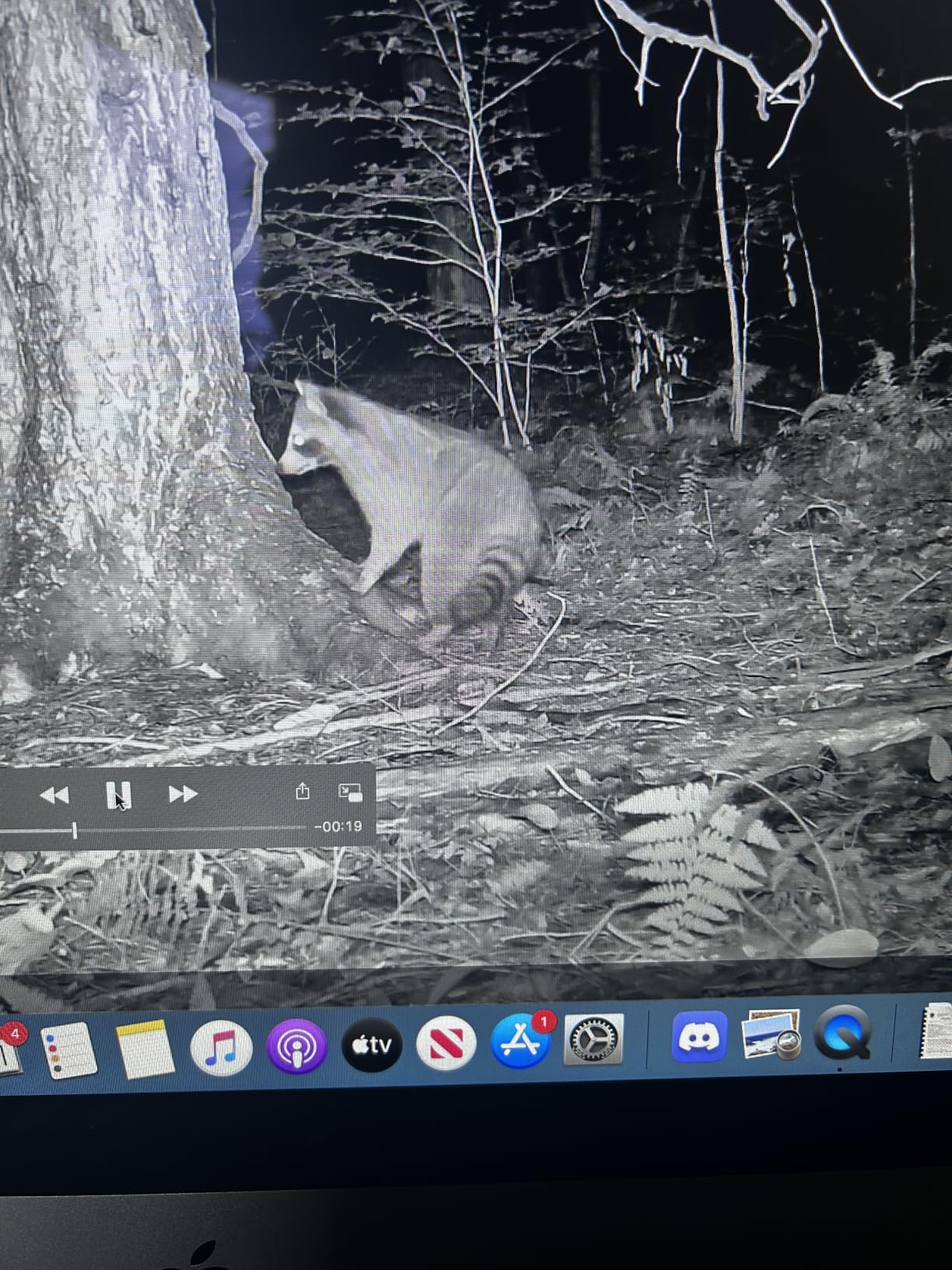 Meidase P70 (Non-Cellular,Non-WiFi) Trail Camera, 64MP 1296p, Game Cameras with No-Glow IR Night Vision, Motion Activated, Waterproof for Wildlife Deer Cams, Hunting customer photo 1