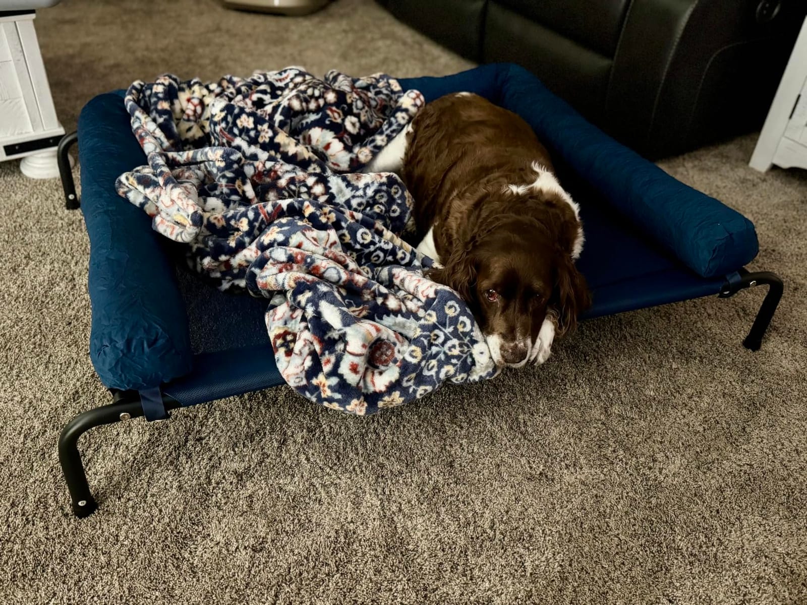 WESTERN HOME Cooling Elevated Dog Bed for Large Dogs, Outdoor Raised Dog Bed, Chew Proof Pet Hammock Cots, Removable and Waterproof Bolsters customer photo 2