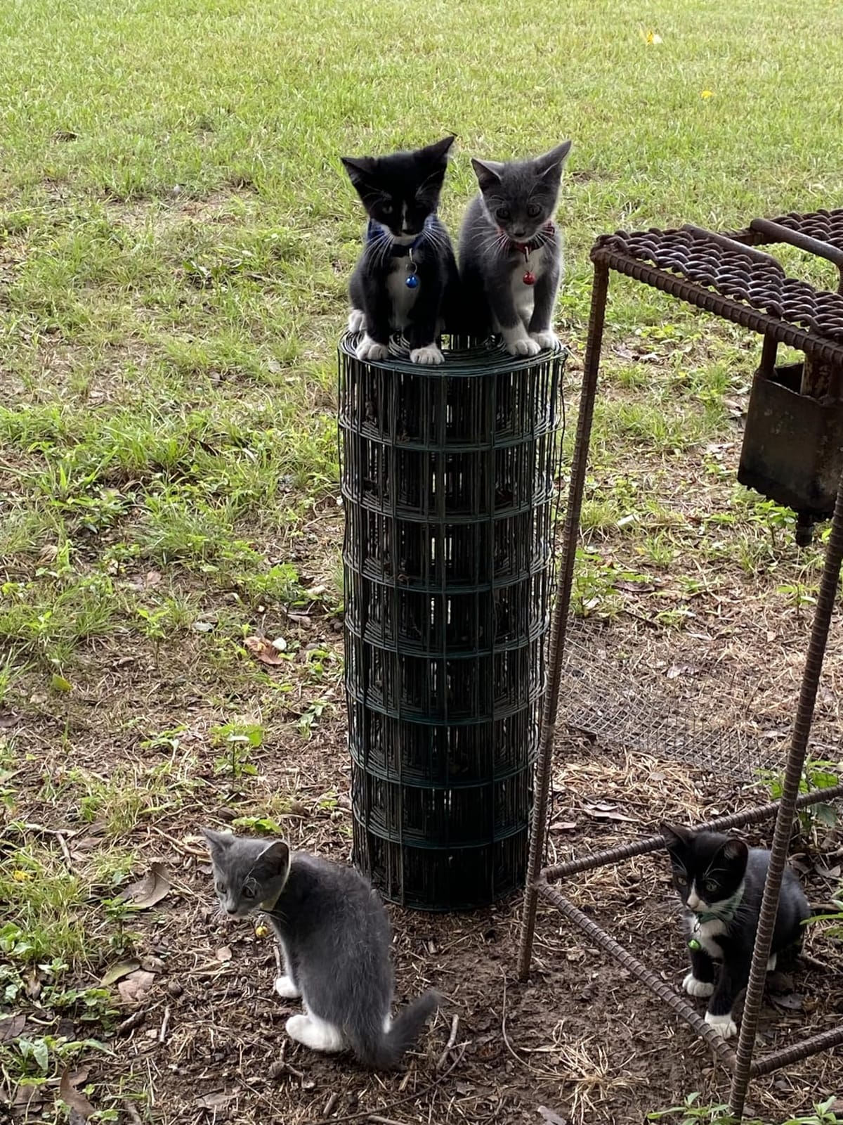 PetPivot Self Cleaning Litter Box customer photo 1