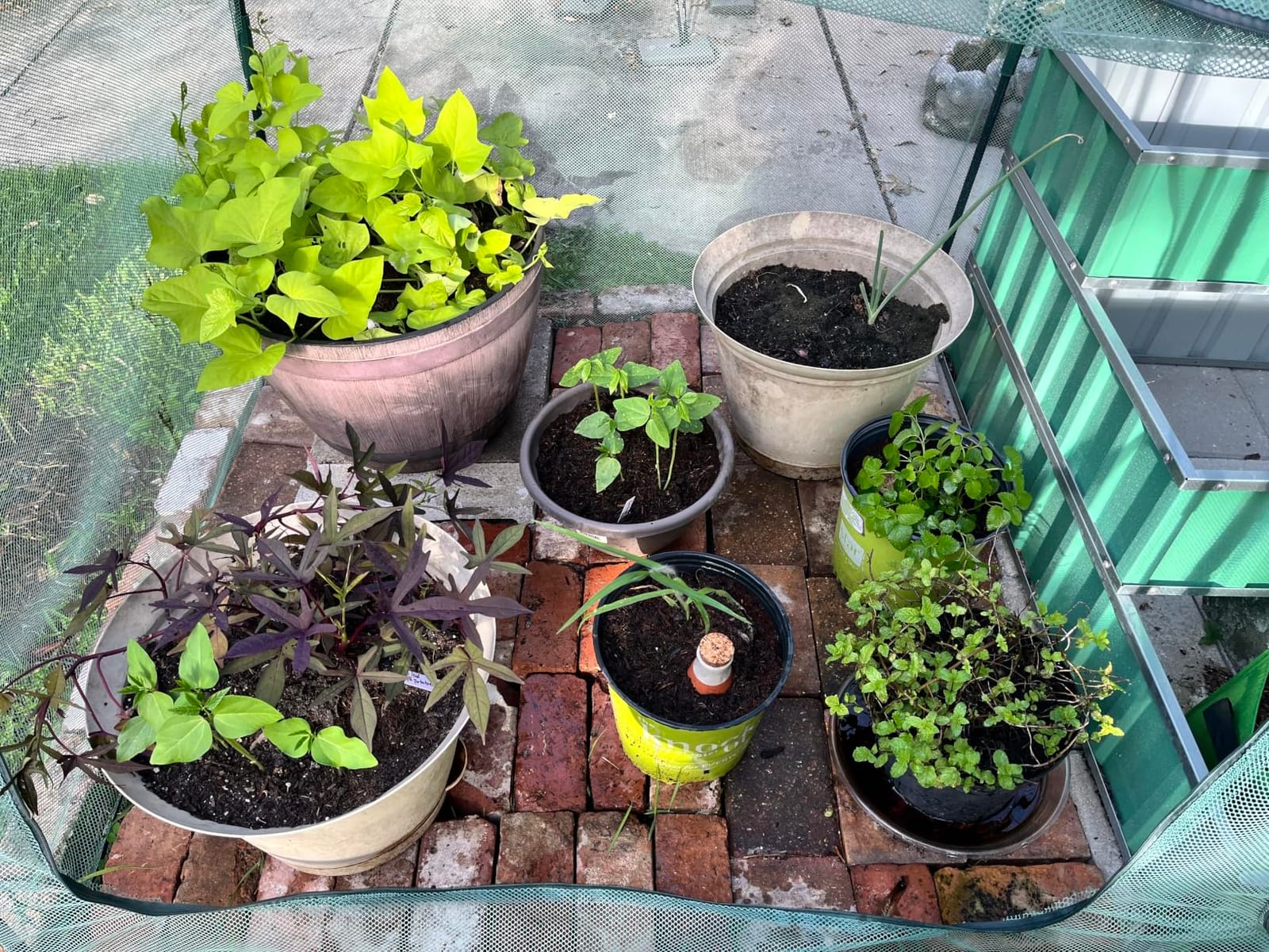 Back to the Roots Self-Watering Terracotta Olla Pot (Pack of 3), 700mL Provides 1 Week of Precision Watering customer photo 2