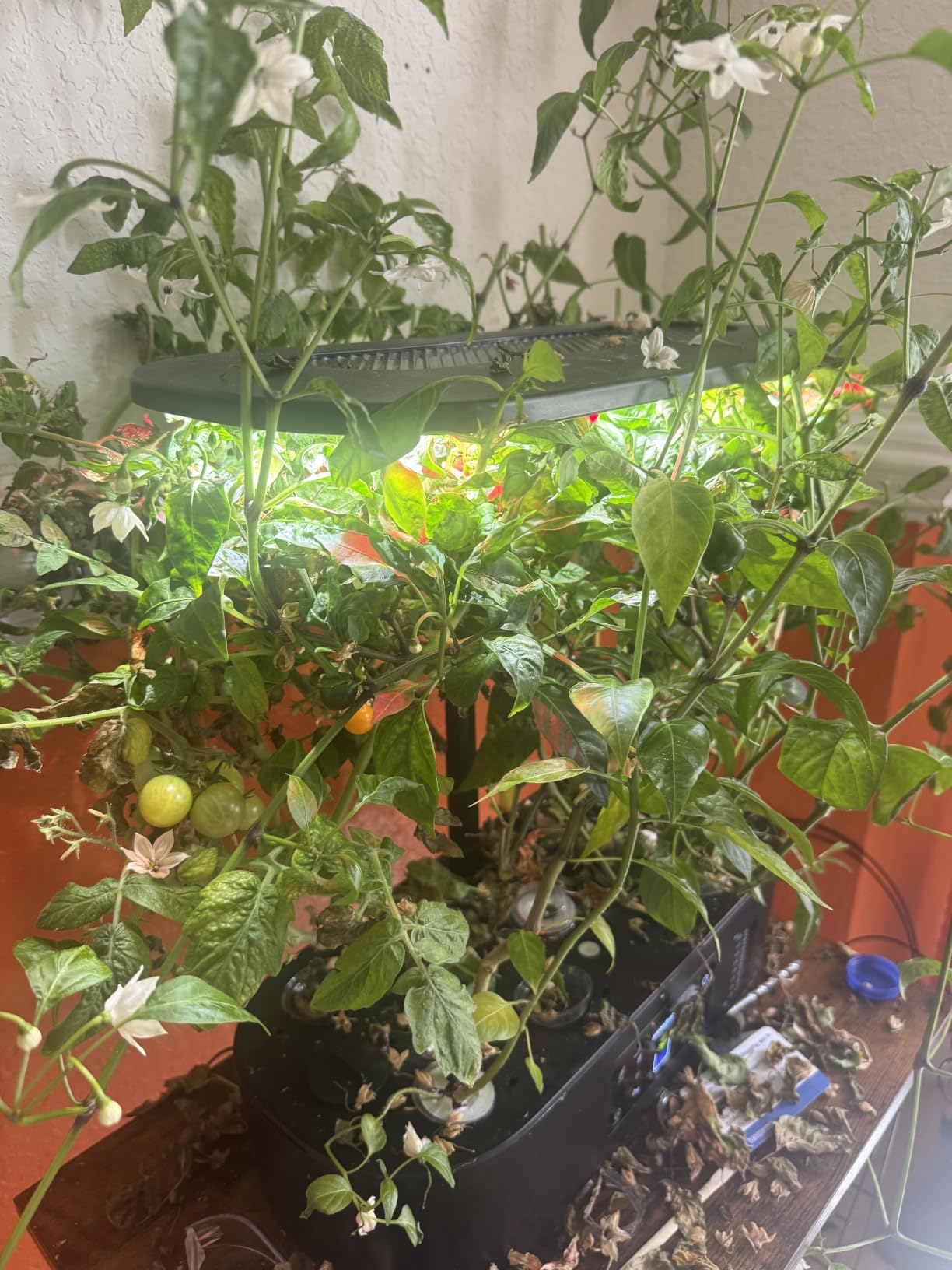 Ahopegarden Hydroponics Growing System Kit: 12 Pods with LCD Control Panel | Indoor Herb Garden with Grow Light, Planting Height Up to 17