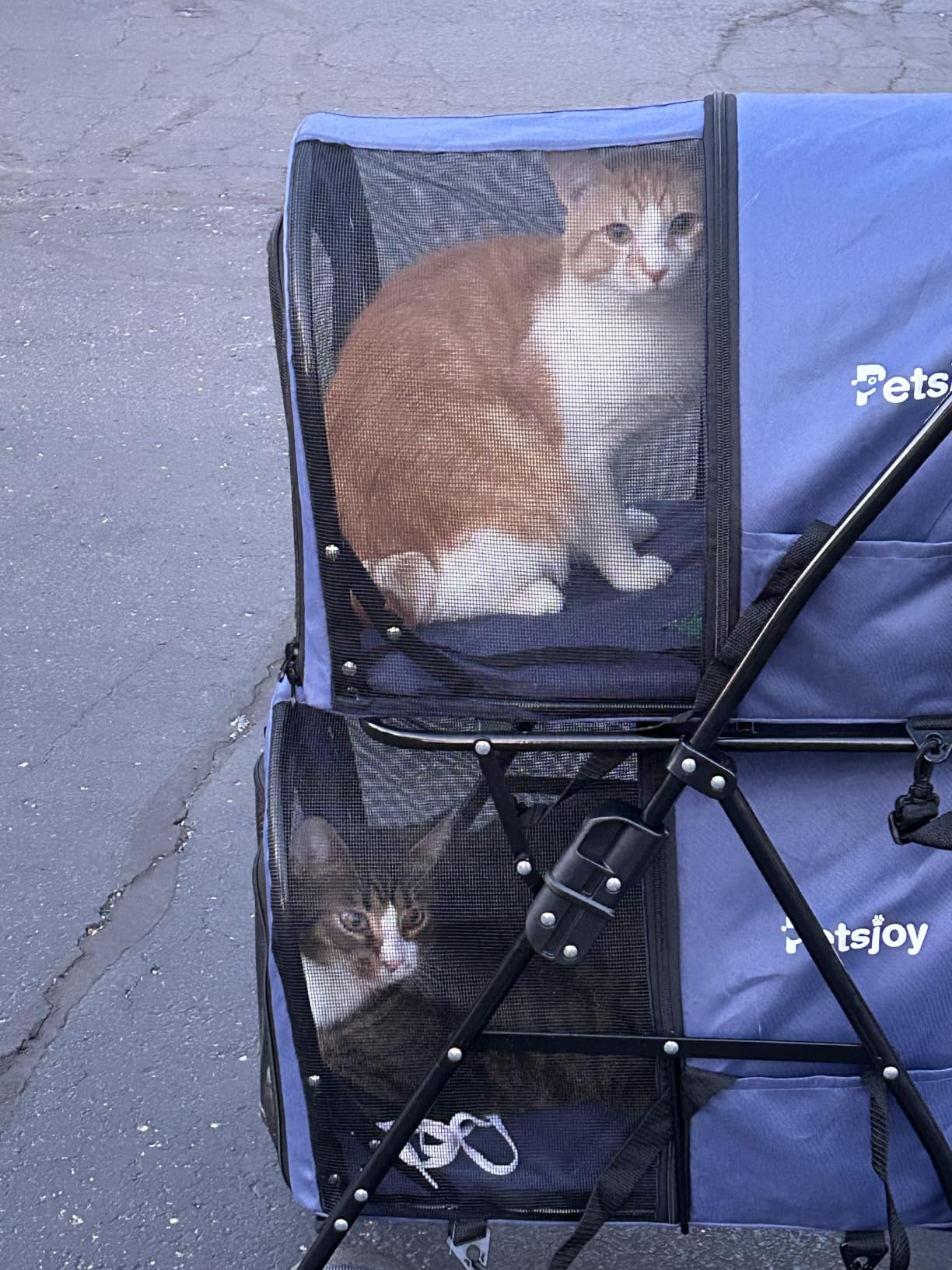Giantex Double Pet Stroller with 2 Detachable Carrier Bags, Safety Belt, 4 Lockable Wheels, Folding Cat & Dog Stroller for Small Medium Pets, Cats Dogs Puppy Travel Strolling Cart (Pink) customer photo 2