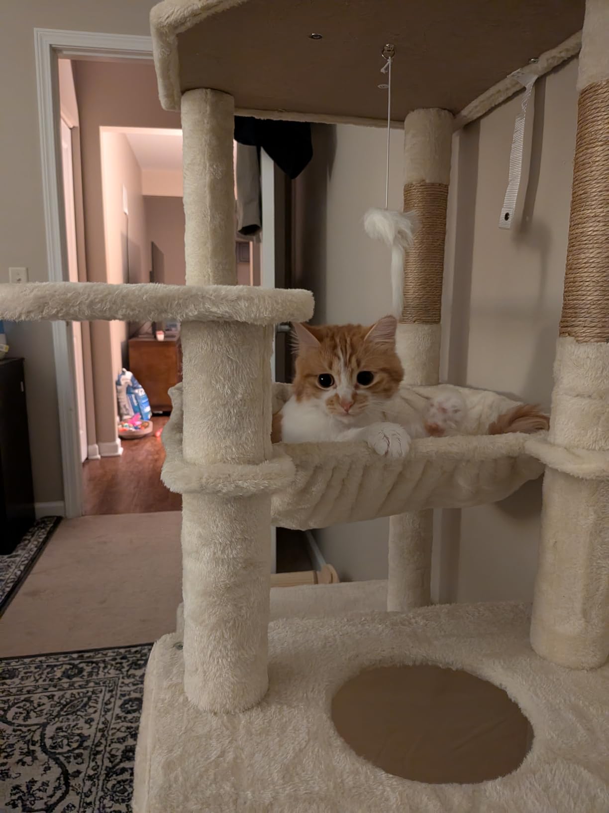 Globlazer Heavy Duty Cat Tree, 70 inch Sturdy Cat Tree for Indoor Cats Extra Large Cat Tower with Scratching Post, Hammock, Cat Condo for Adult Cats Kittens, F70 Pro, Light Grey customer photo 1