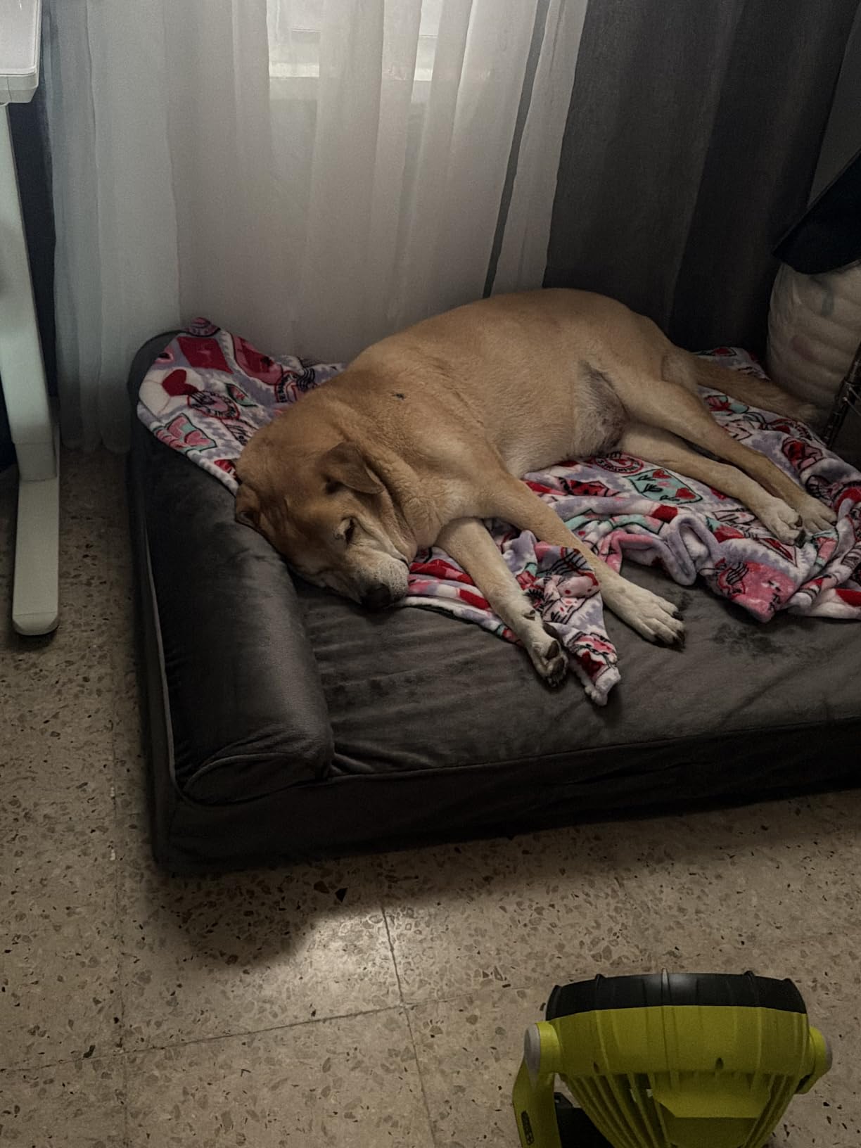 NOAH & PAW XL Dog Bed, 45x35x9.1 Inch, Orthopedic Large Dog Beds, Eggshell Memory Foam Infused with Cooling Gel, Water Resistant, Machine Washable, Includes Inner Cover (Velvet Collection) customer photo 2