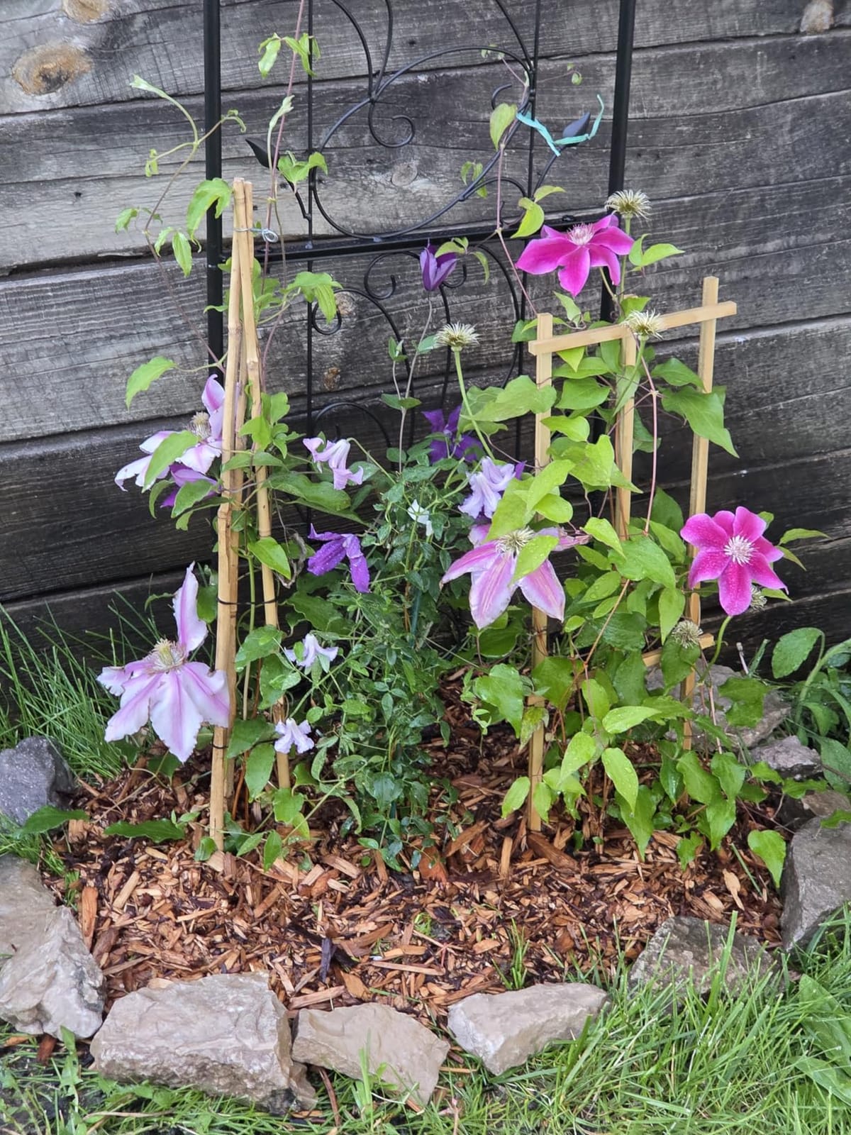 VEVOR Garden Trellis for Climbing Plants 87x20 in 4-Pack Metal Rose Trellis, For Flower, Outdoor Climbing Clematis, and Cucumbers Support, Rustproof Material, Decorative for Courtyards and Lawns, Black customer photo 1