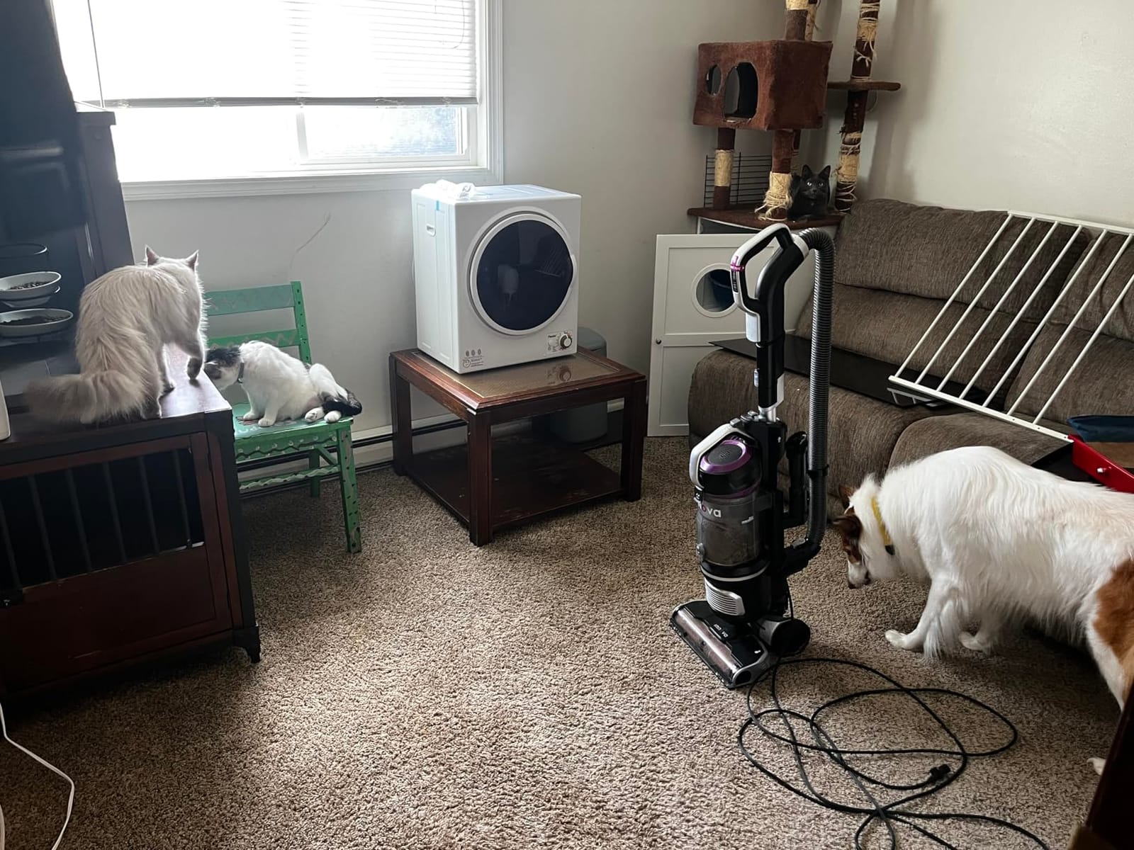 Panda Compact Dryer 13.2 lb Load Volume 1500W 120V, 3.5 Cu.Ft. | Portable Clothes Dryer Stainless Steel Tub; Vented Front Load Dryer; Ideal for Apartments, Dorms & Small Laundry Spaces. customer photo 1