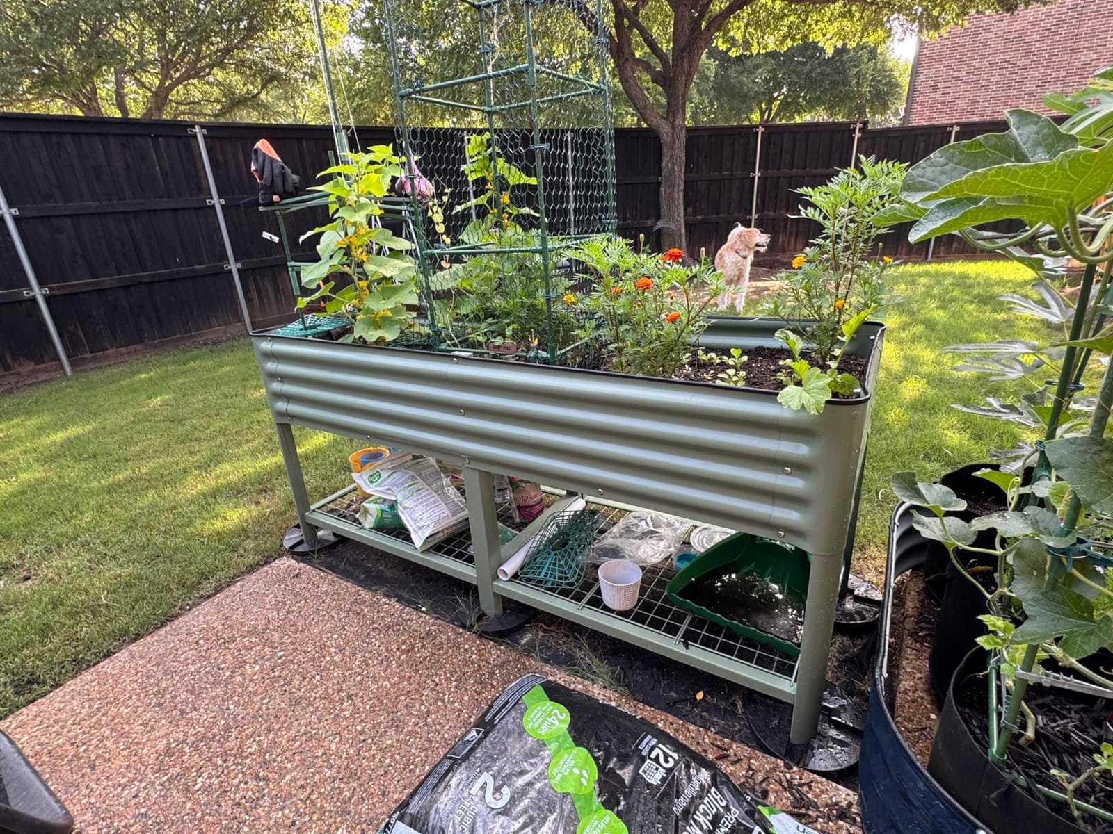 Vego Garden Rolling Elevated Raised Garden Bed, 2' x 4' Outdoor Planters Boxes with Legs & Storage Rack for Patio, 700 Lbs Weight Capacity, Raised Beds for Gardening, Olive Green customer photo 2