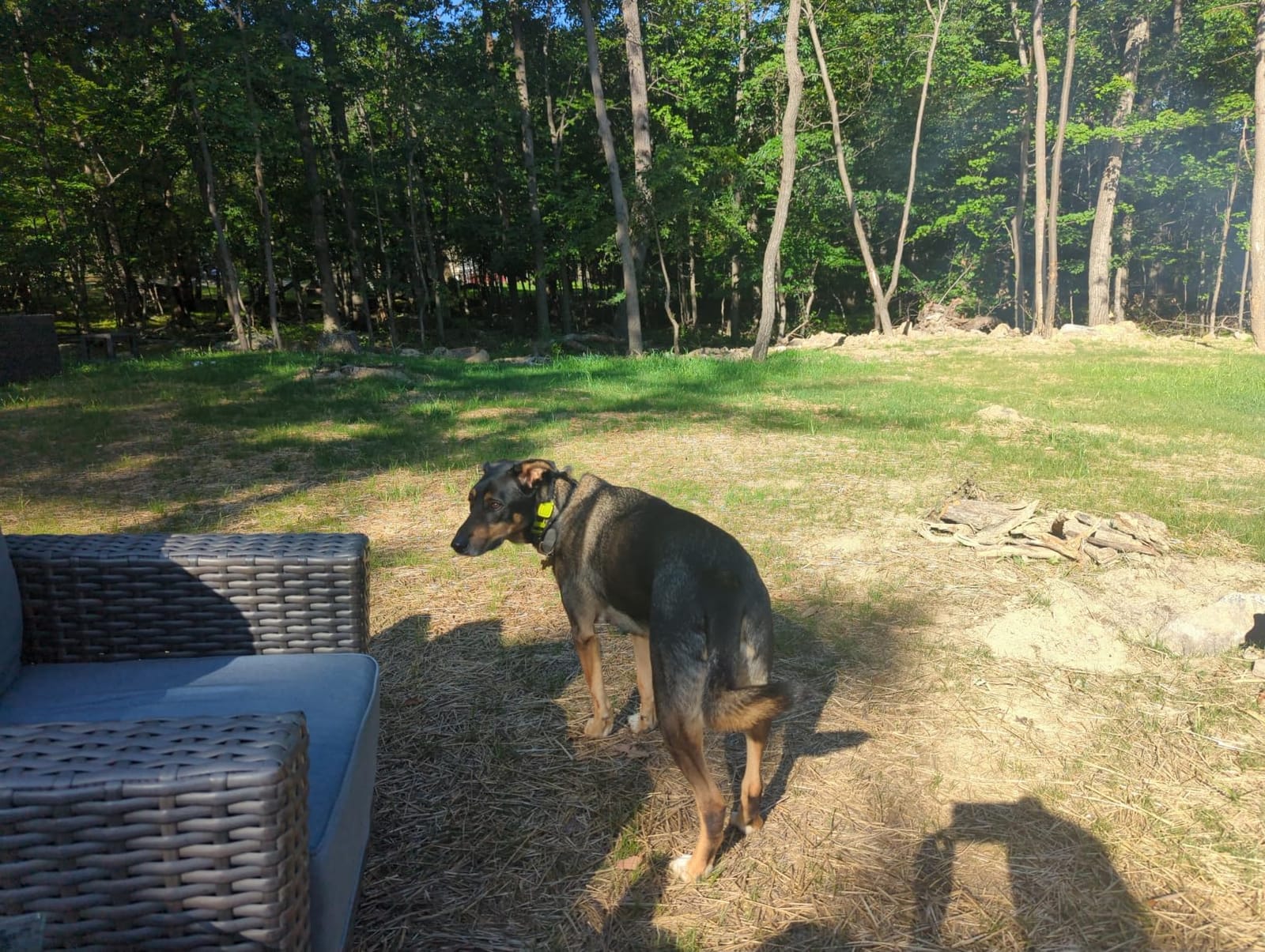 Dogtra GPS Fence - No Subscription, Custom Wireless Dog Fence with App, Smart Guidance & Return Reminder Tone/Vibration/Correction, IPX9K Waterproof Rechargeable Collar, Safe Freedom for Dogs 15 Lbs+ customer photo 1