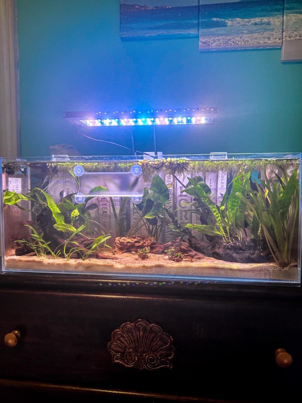 Aquatop 18 Gallon High Clarity Rimless Aquarium, Tall Bookshelf Style Glass Fish Tank, HCA-18G customer photo 2