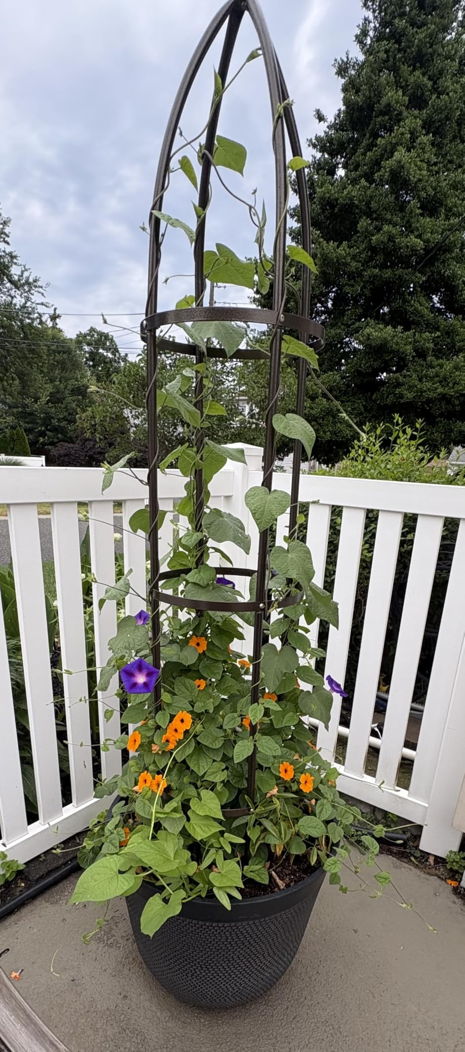 Garden Obelisk Trellis 100% Metal Heavy Duty 5.5 ft for Climbing Vines, Upgraded 16mm Thick Steel Tubes Bronze Rustproof Tower, Medium Plant Support Stands for Flowers, Roses, Clematis & Tomatoes customer photo 1