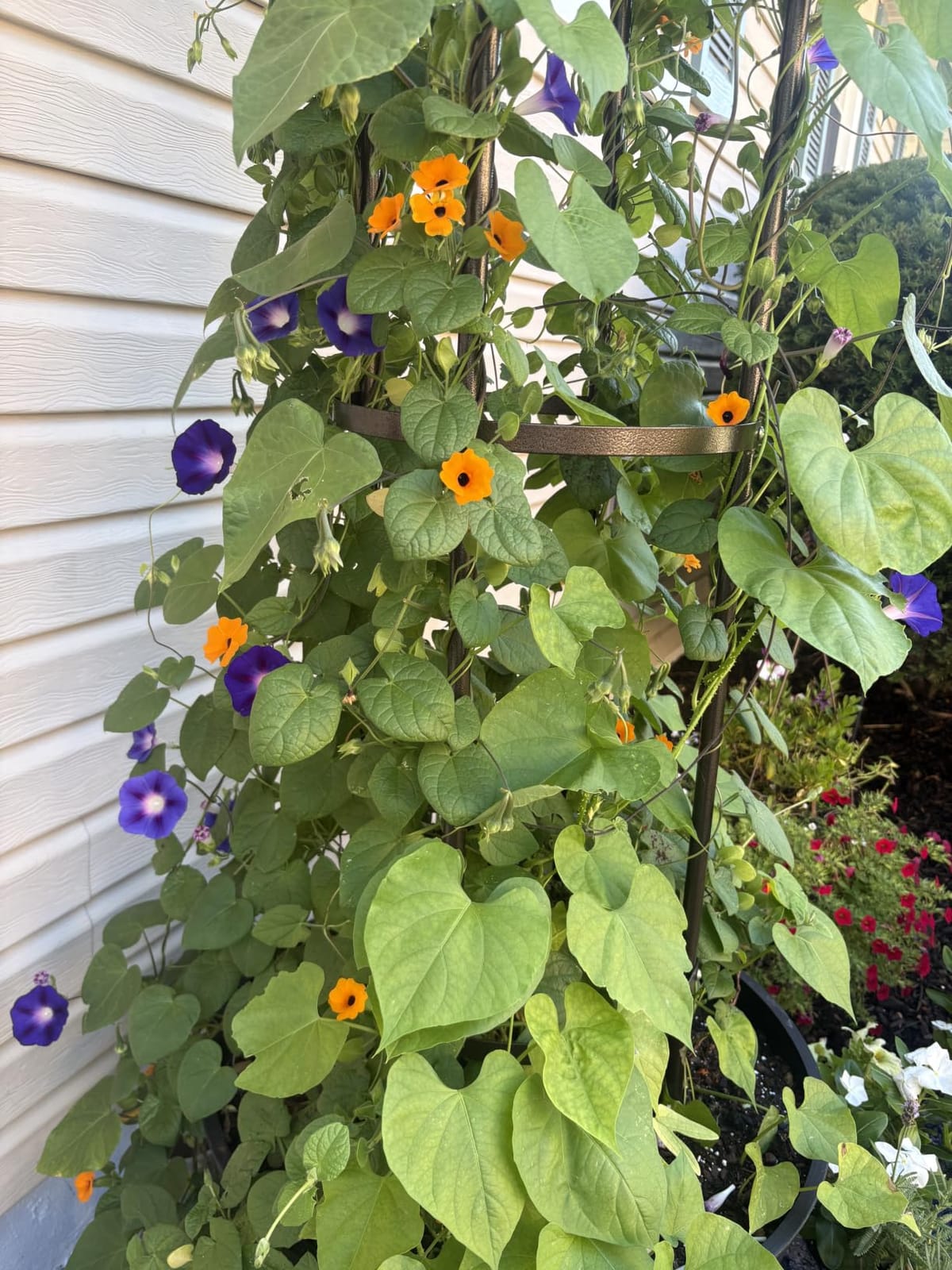 Garden Obelisk Trellis 100% Metal Heavy Duty 5.5 ft for Climbing Vines, Upgraded 16mm Thick Steel Tubes Bronze Rustproof Tower, Medium Plant Support Stands for Flowers, Roses, Clematis & Tomatoes customer photo 2
