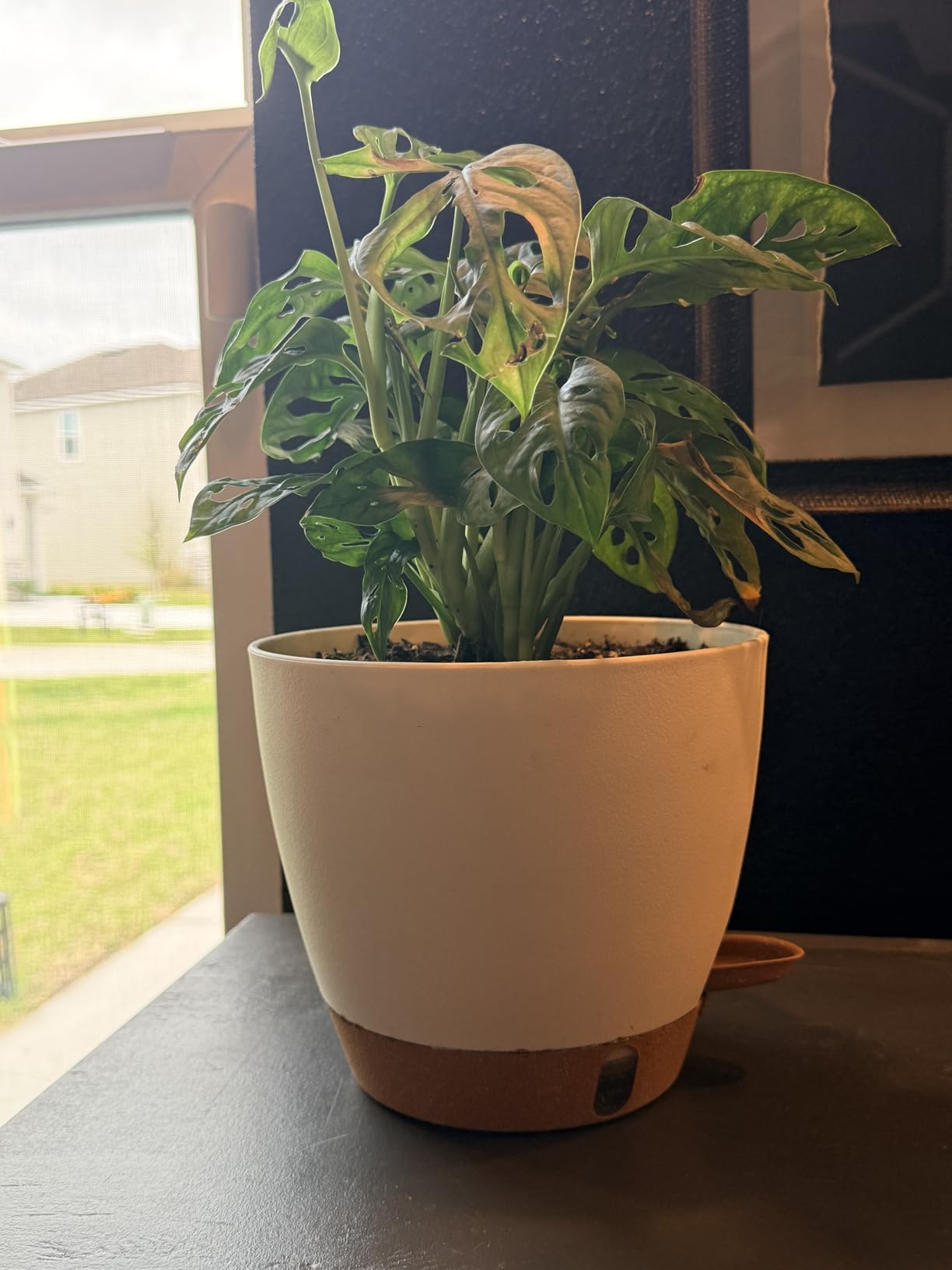 Self Watering Pots for Indoor Plants 12/10/9/8 Inch Plastic with Reservoir | Visible Water Level Indicator,Two Weeks Self Care System,Removable Drainage Tray,Home & Office Plant Decor customer photo 1