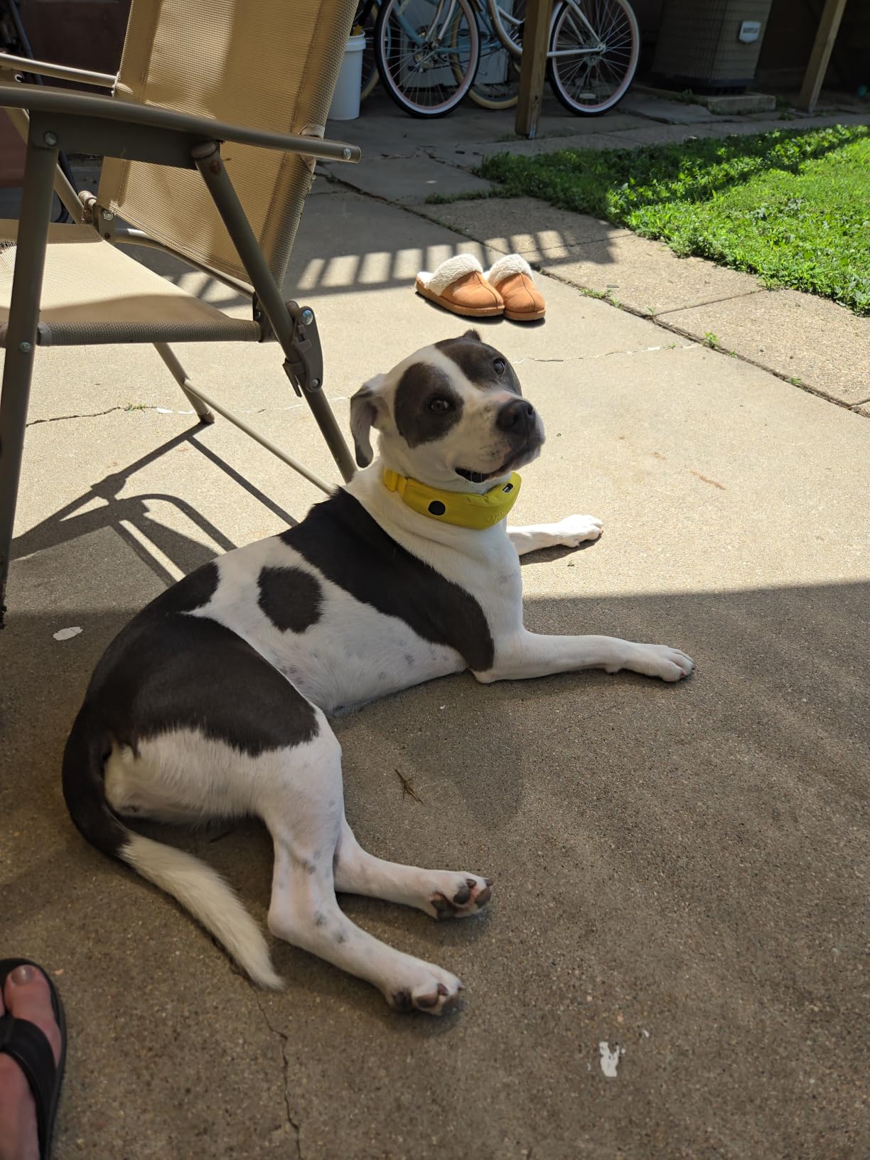 Halo Collar 5 GPS Wireless Dog Fence, Orchid | Keep Your Dog Safe with Custom Boundaries, Real-Time Tracking, and Instant Alerts at Home, Away, or Off-Grid customer photo 2