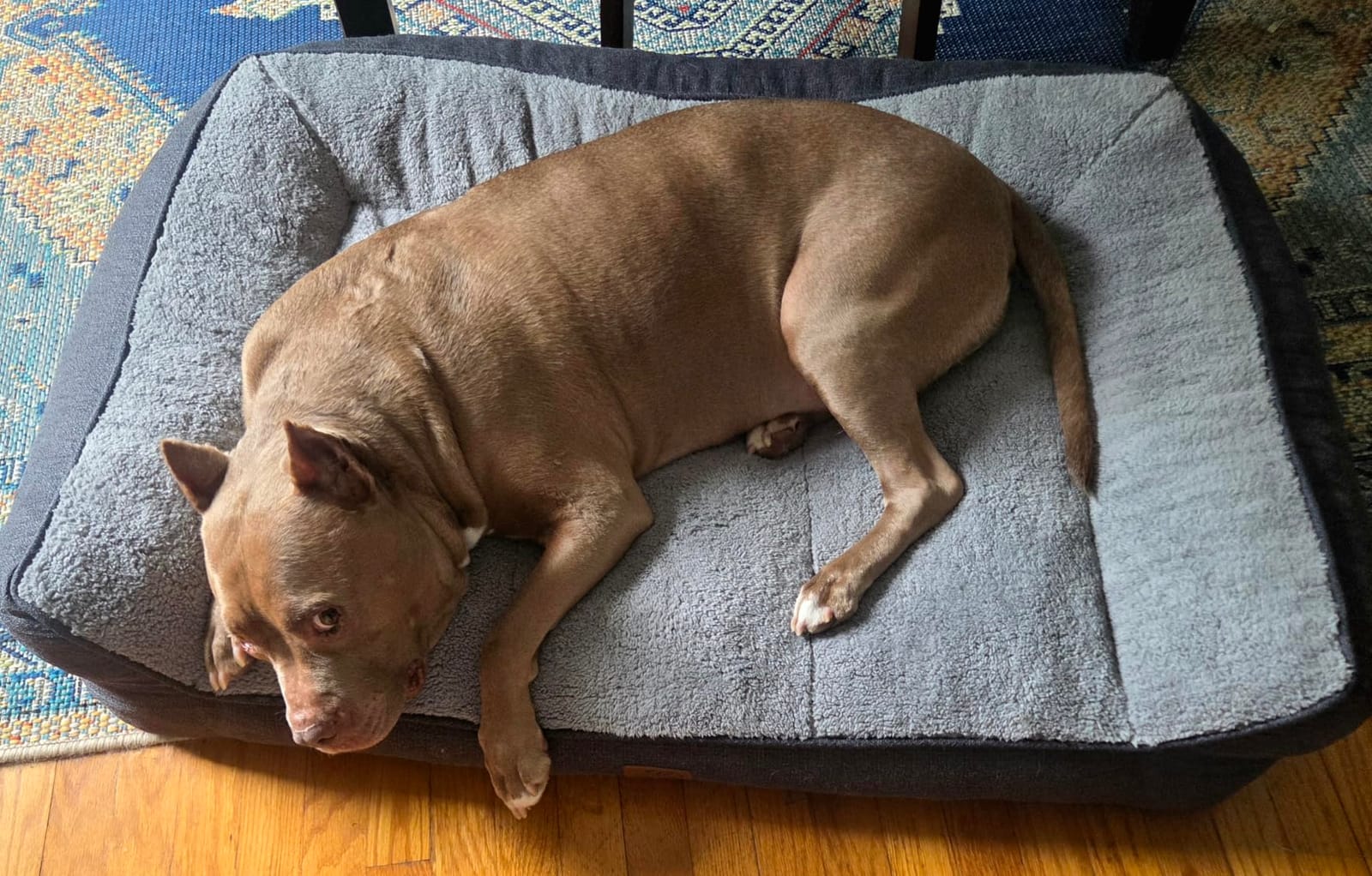 Bedsure SupportMax™ Extra Thick Orthopedic XL Dog Bed for Extra Large Dogs | 45