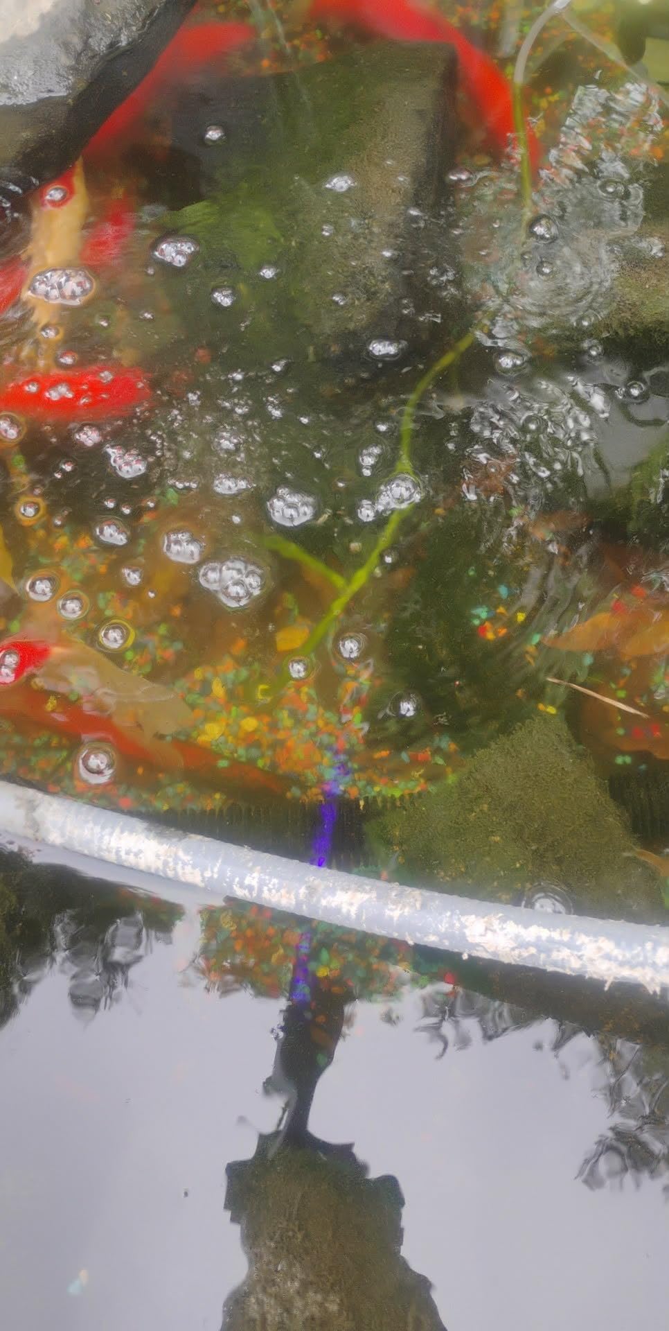 3W Solar Pond Aerator with 2200mAh Battery Backup, All-in-One Solar Air Pump, 24/7 Continuous Oxygenation, Quiet Operation, 3 Modes Bubbler, Portable for Small Ponds, Fish Tanks & Hydroponics customer photo 2