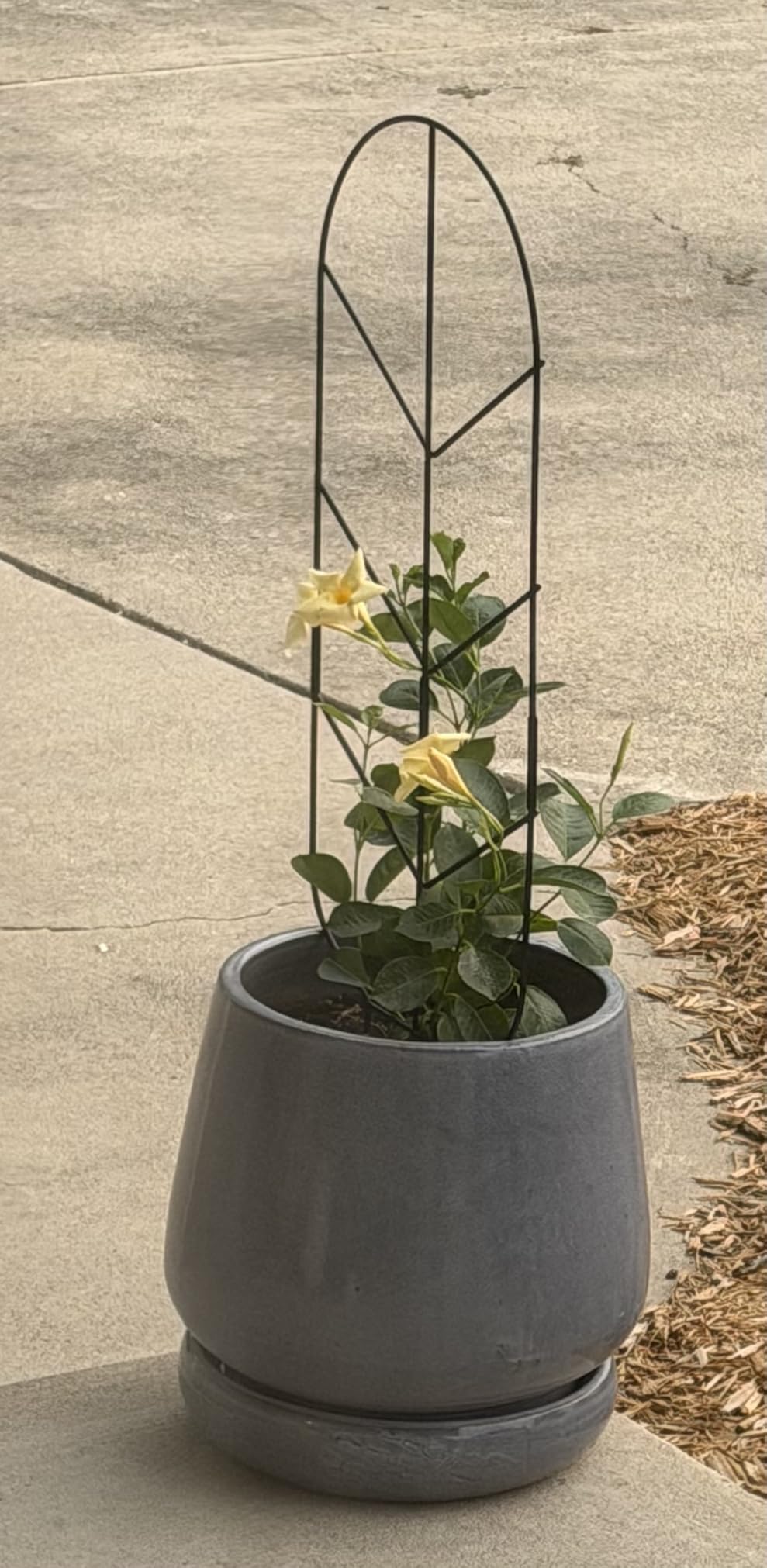 2 Pack 30'' Large Metal Plant Trellis for Climbing Plants, Tall Plant Support for Indoor & Outdoor Use, Modern Decorative Trellis for Potted Plants customer photo 1
