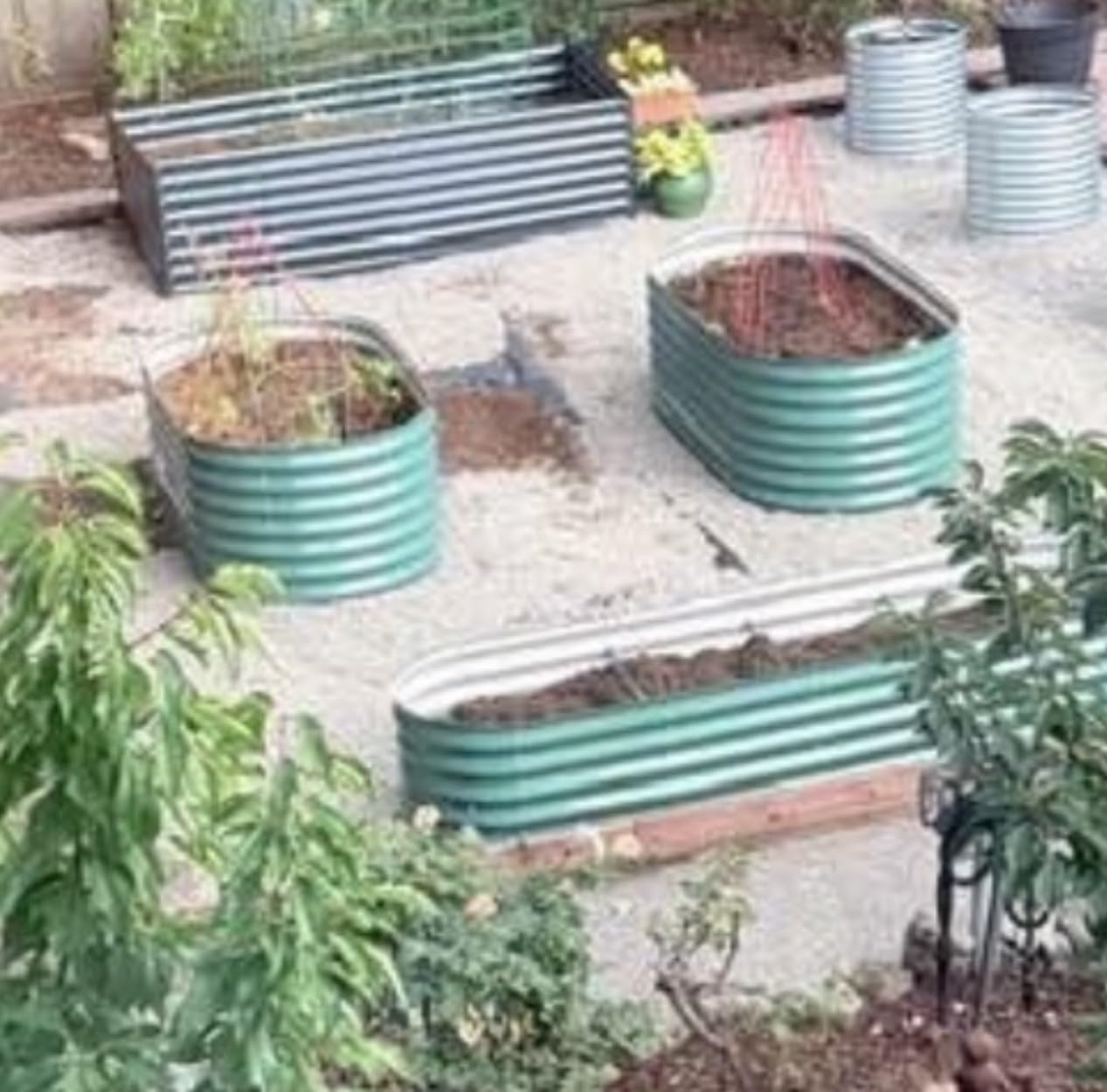 Garvee 2 Pack 8x4x2ft Galvanized Raised Garden Bed, Oval Metal Planter Box | 0.6mm Thick Steel Raised Garden Kit with Anti-Cut Safety Edges, For Vegetables, Herbs & Flowers, Rust-resistant, Beige customer photo 2