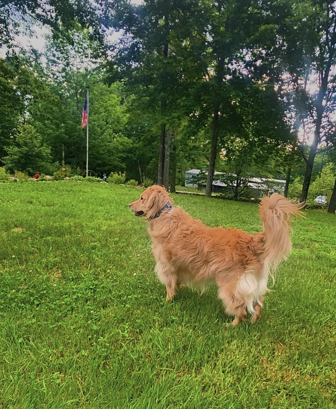 SpotOn Nova GPS Dog Fence Collar, App-Controlled Wireless Fence | Wireless GPS dog fence collar with no subscription required for unlimited fences, any shape, any size, anywhere customer photo 2