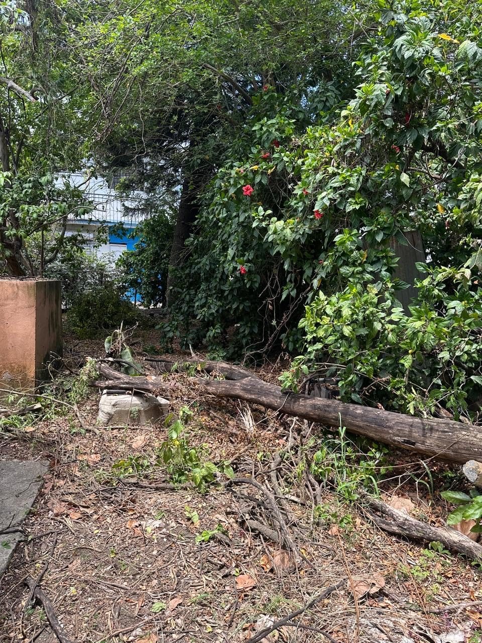 SEESII 2-in-1 Electric Pole Saw for Tree Trimming, Brushless Motor, 2 x 4000mAh Batteries, 6 Inch Mini Chainsaw Cordless with Extension Pole customer photo 1