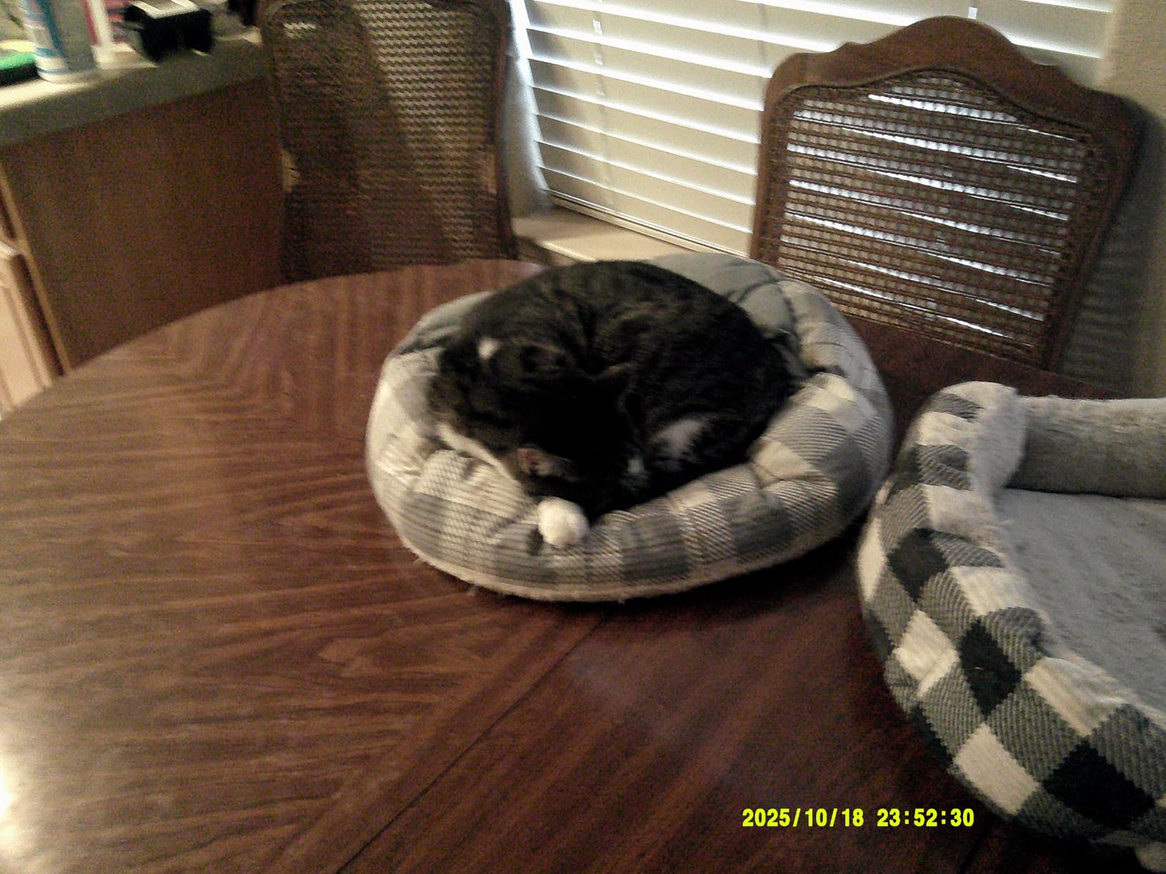Open-Top App Control Self-Cleaning Litter Box customer photo 2