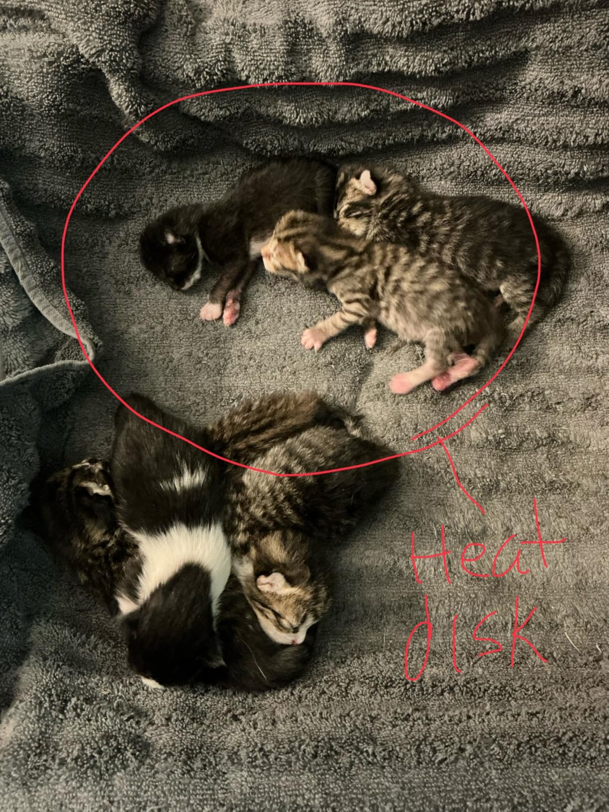 SnuggleSafe Microwave Pet Heating Disc, Heating Pad for Kittens & Cats | Chew proof, water resistant warming disc; 10 hours of warmth for newborn kittens, puppies, rabbits and small pets; wire-free customer photo 1