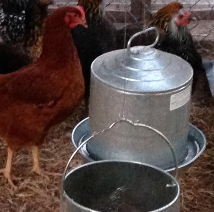 Little Giant® Double Wall Metal Poultry Fount | Poultry Waterer | Heavy Duty Galvanized Steel Waterer | Made in USA (Silver, 3 Gallon) customer photo 1