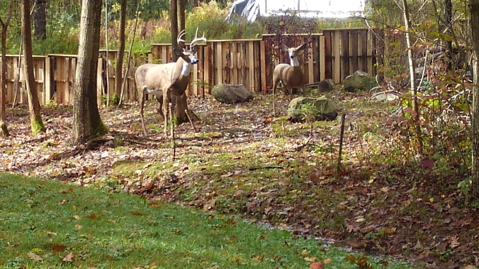 Flambeau Outdoors - Masters Series Deer Decoy customer photo 2