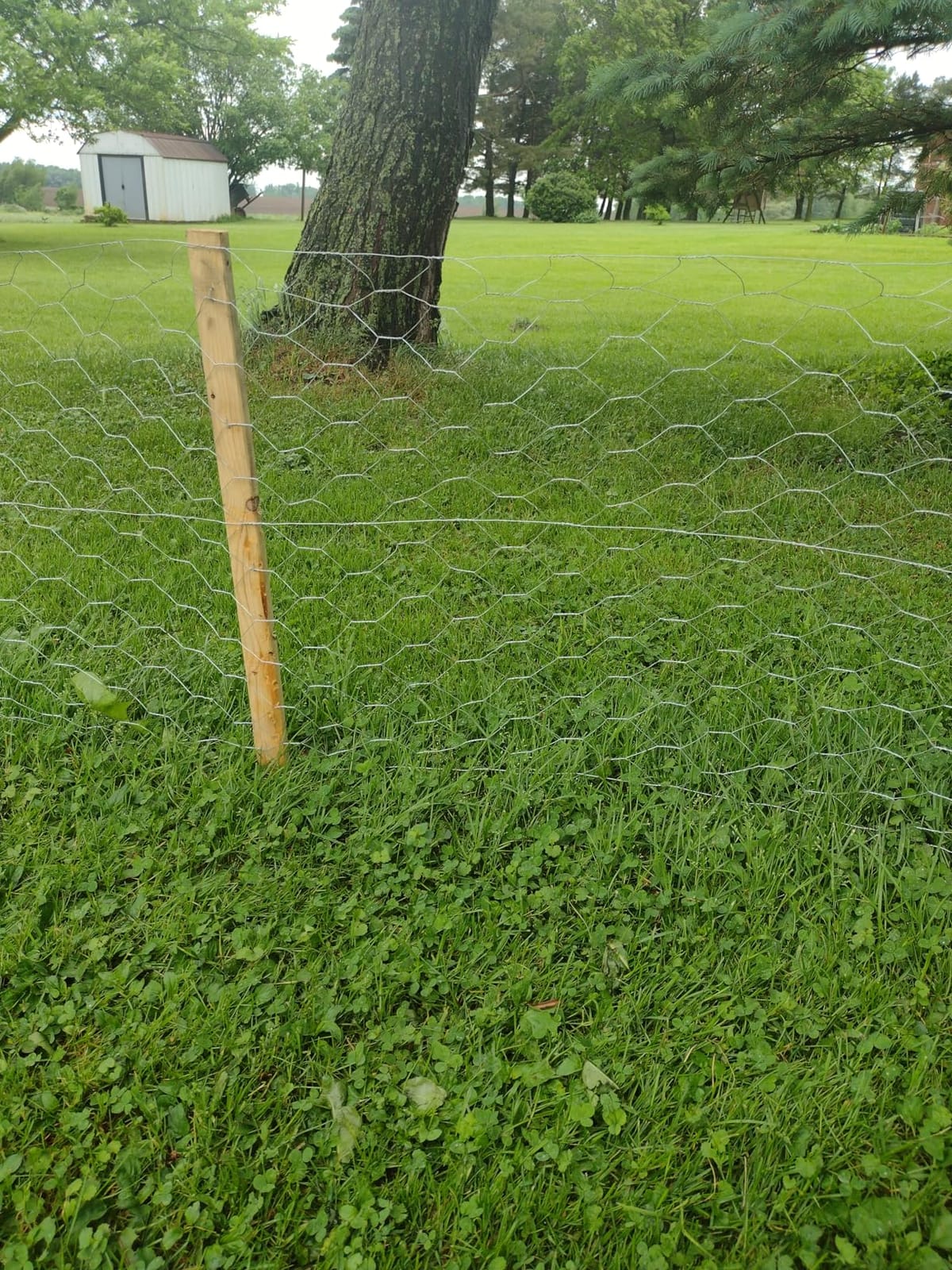 YARDGARD 2 Inch Poultry Netting, Chicken Wire Fence, 20 Gauge Galvanized Steel, Rabbit Fencing, Bird Enclosures, Garden Protection and Plant Support, 24 Inches x 150 Feet Legacy customer photo 2