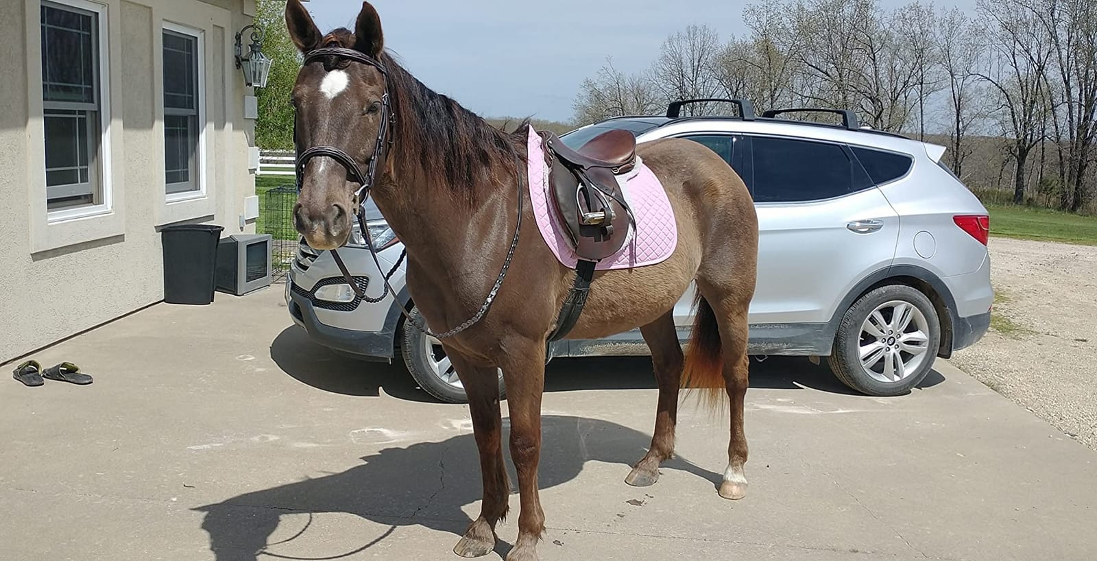 TuffRider Basic All Purpose Horse Riding Saddle Pad customer photo 1