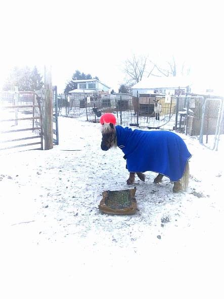 Tough 1 Softfleece Miniature Contour Cooler customer photo 1