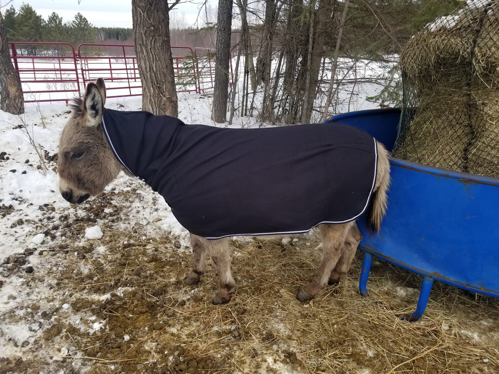 Tough 1 Softfleece Miniature Contour Cooler customer photo 2