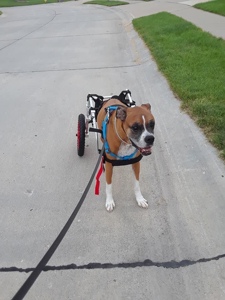 Dog Wheelchair for Back Legs - K9 Orthopedic Surgeon Designed & Tested - Adjustable Dog Harness Stroller Cart with All Terrain Wheels Hind Leg Support - Mobility Aid by Best Friend Mobility - Large customer photo 2
