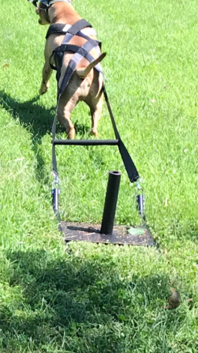 Bluedot Trading Power Running Training Speed Weight Sled Push, Pull, and Drag for Athletic Exercise and Speed Improvement, Strength & Conditioning, and Cross-Training customer photo 1