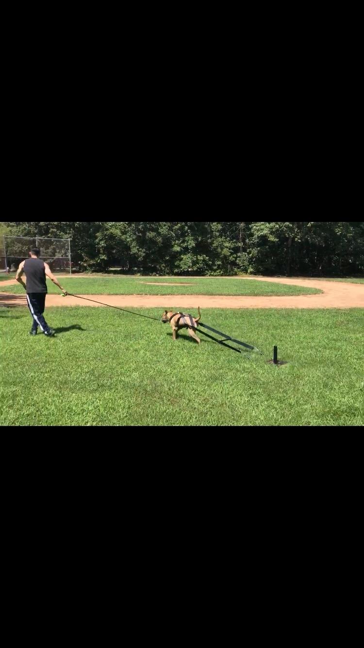 Bluedot Trading Power Running Training Speed Weight Sled Push, Pull, and Drag for Athletic Exercise and Speed Improvement, Strength & Conditioning, and Cross-Training customer photo 2