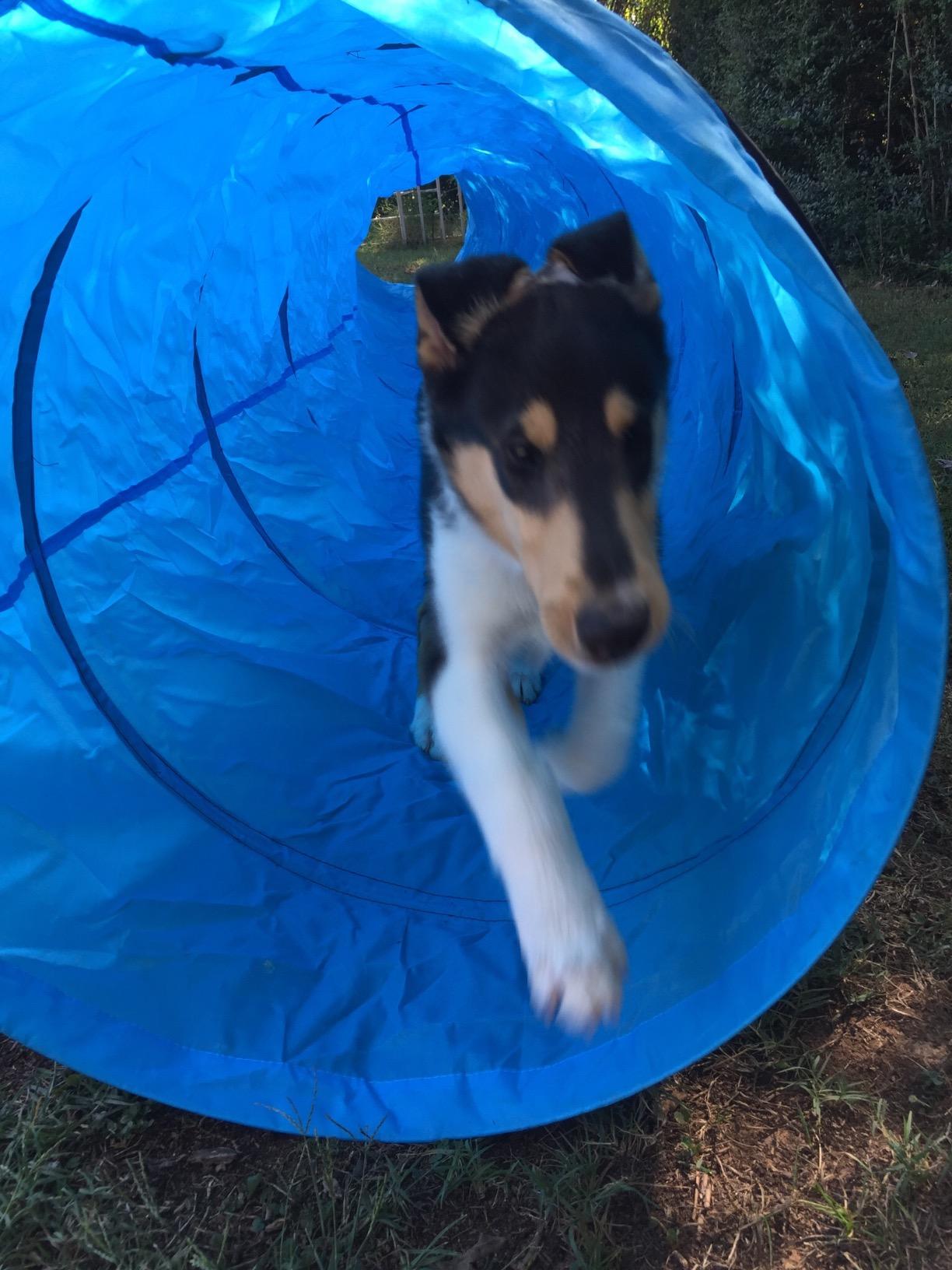18 Ft Dog Agility Training Open Tunnel customer photo 2