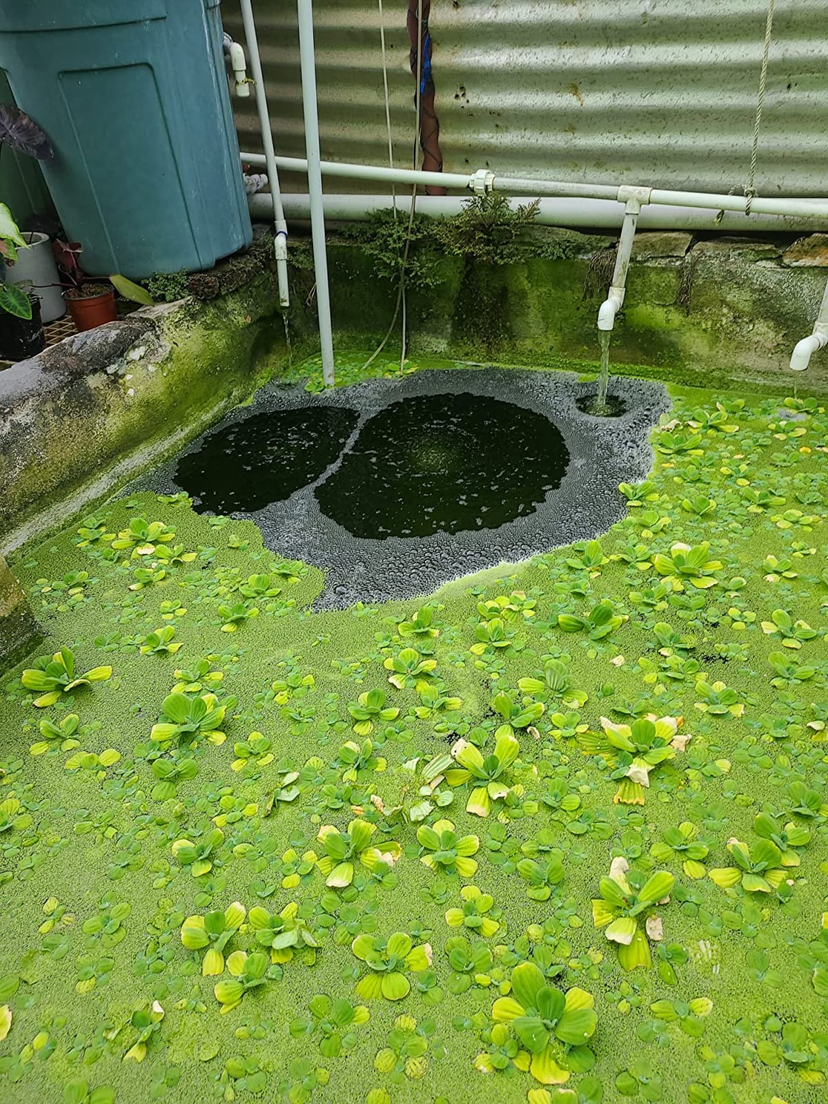 Tetra Pond GreenFree UV Clarifier UVC-5 for Clean & Clear Ponds customer photo 1