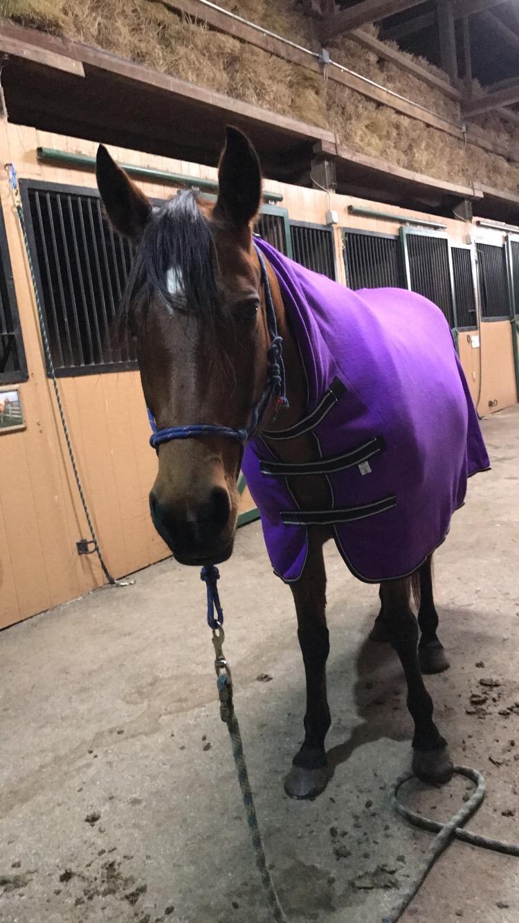 Tough 1 Softfleece Contour Cooler Medium Purple customer photo 2