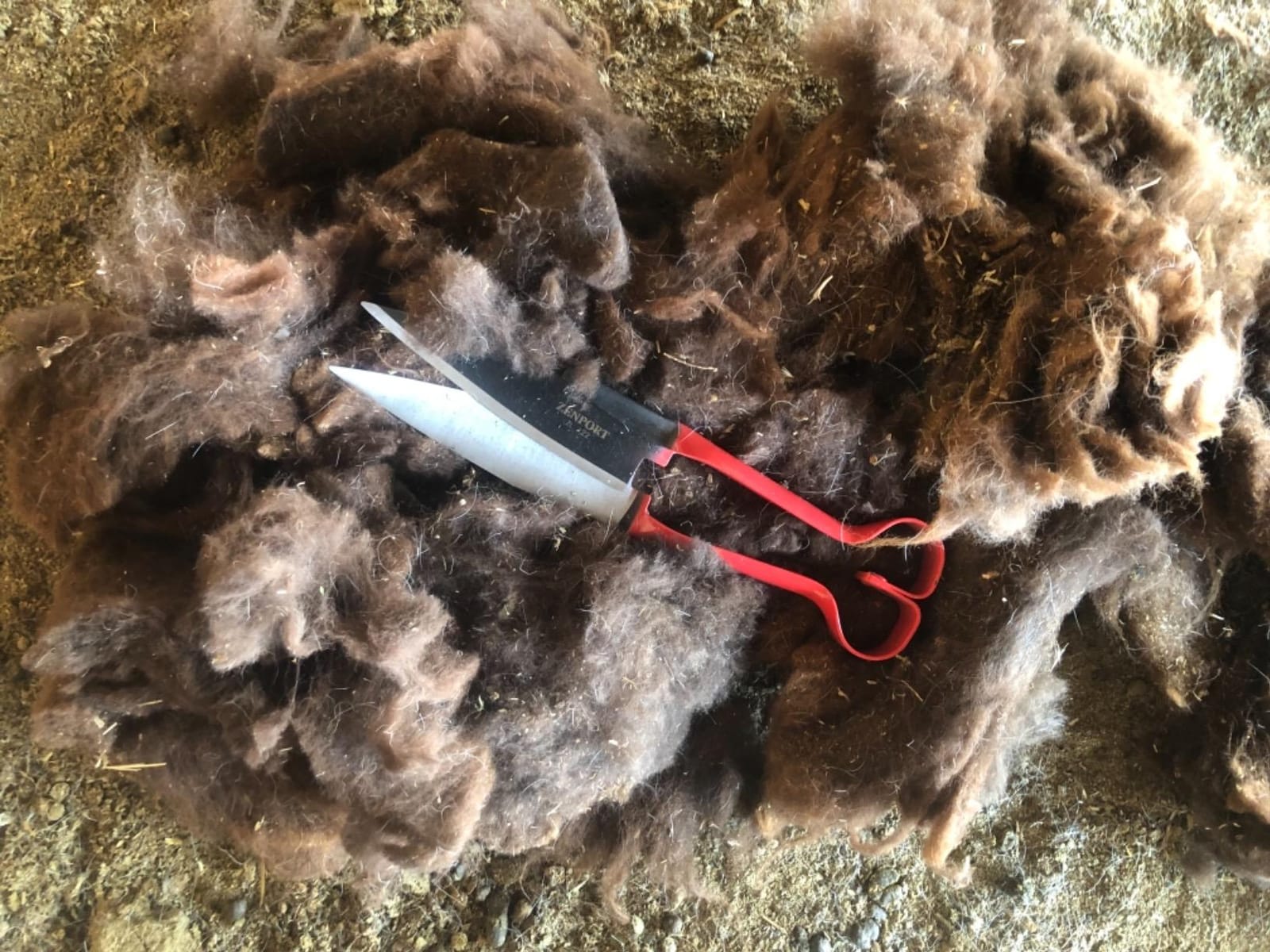 Heavy Duty Onion Sheep Shear, 13-Inch customer photo 2