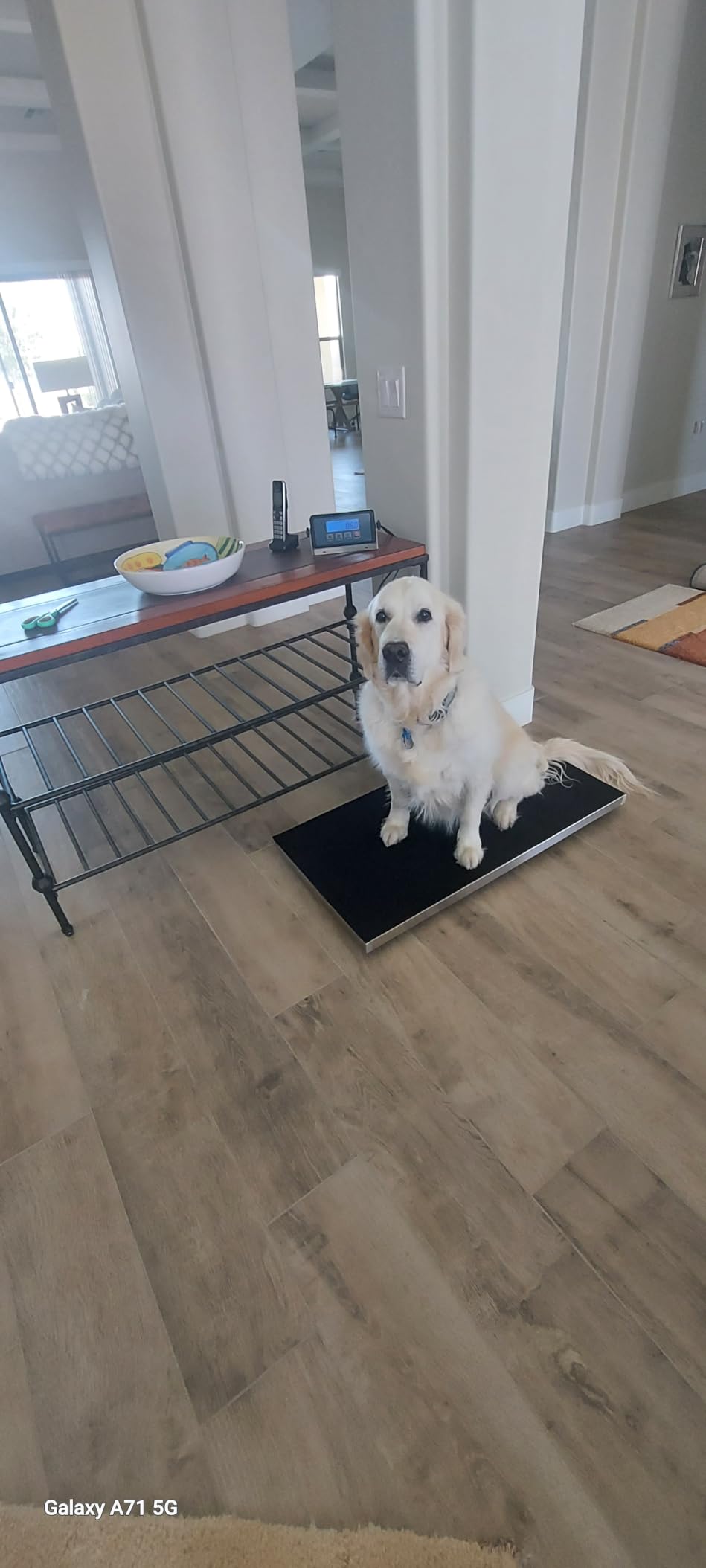 Heavy Duty 660 Pounds Veterinary Dog Scale with Stainless Steel Platform and Non-Slip Mat for Dog Cat Pet Alpaca Llama Sheep Fish Vet customer photo 2