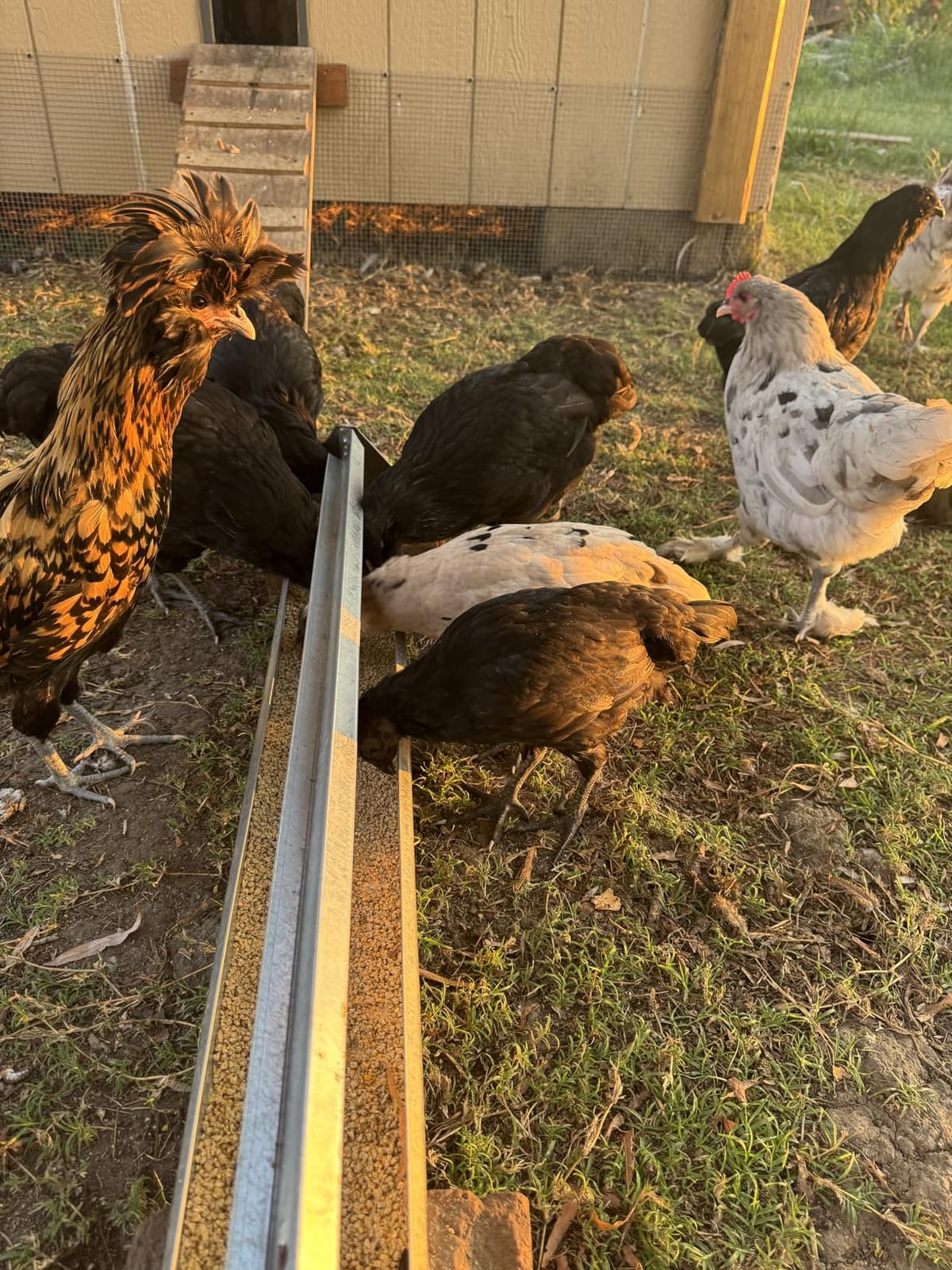 FARM-TUFF Reel Top Rectangular Poultry Feeder, 36 Inch - Heavy-Duty Galvanized Metal Feeder Trough with Anti-Roost Reel & Spill Resistant Design - Long Feeding Space for Backyard Flocks & Farms customer photo 1