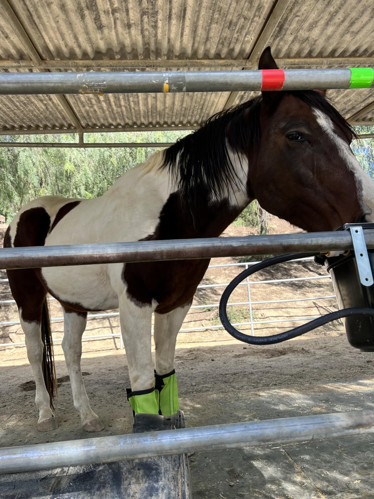 Little Giant® Automatic Animal Waterer | DuraMate Float Controlled Automatic Waterer for Livestock | Heavy Duty and Durable | Made in USA | 4 Gallon (Blue, 4 Gallon) customer photo 2